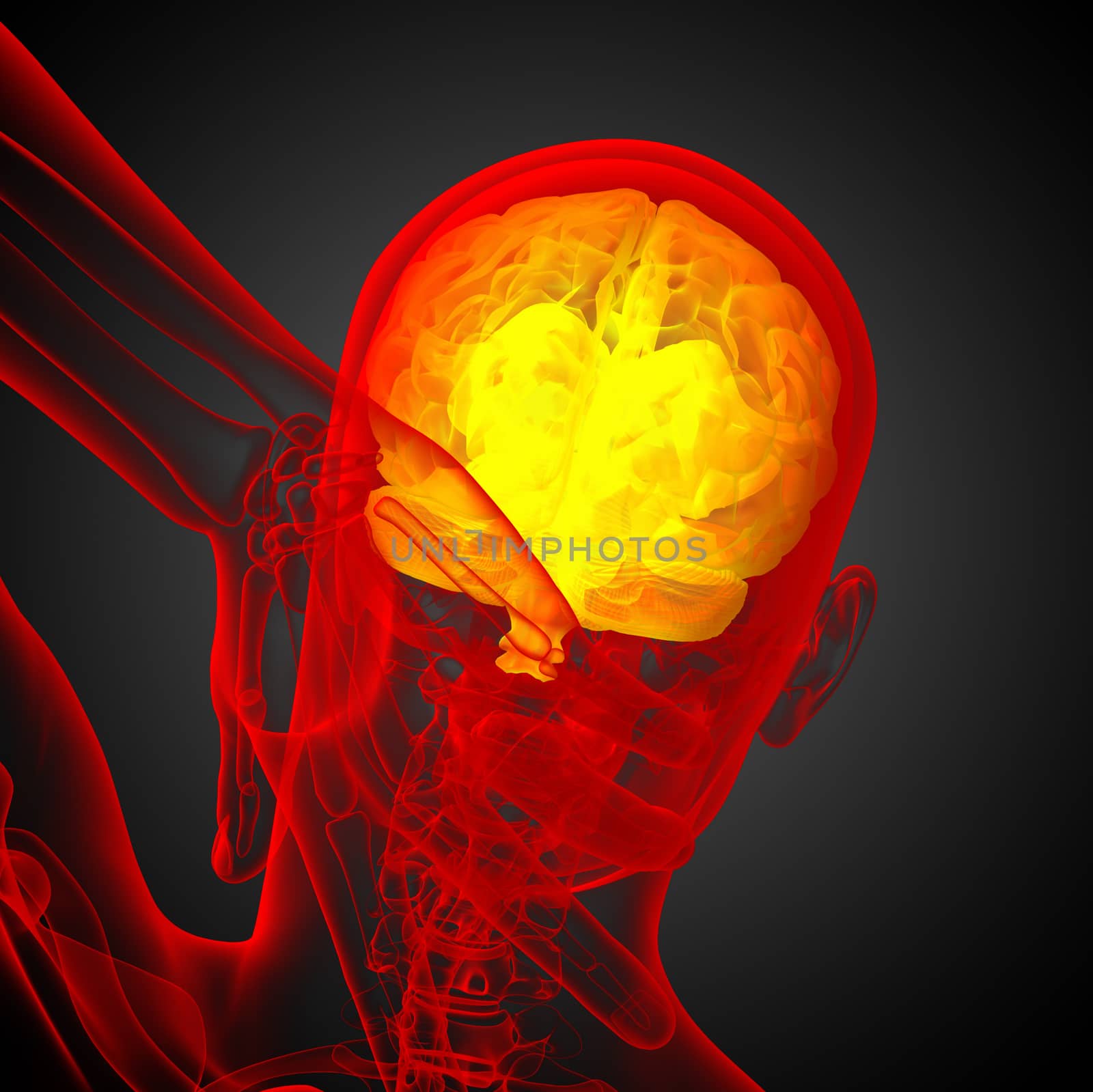3D medical illustration of the brain  - back view