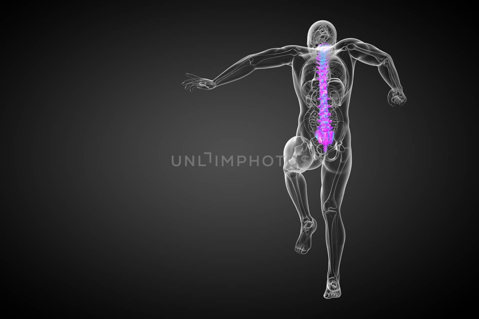 3d render medical illustration of the human spine - back view