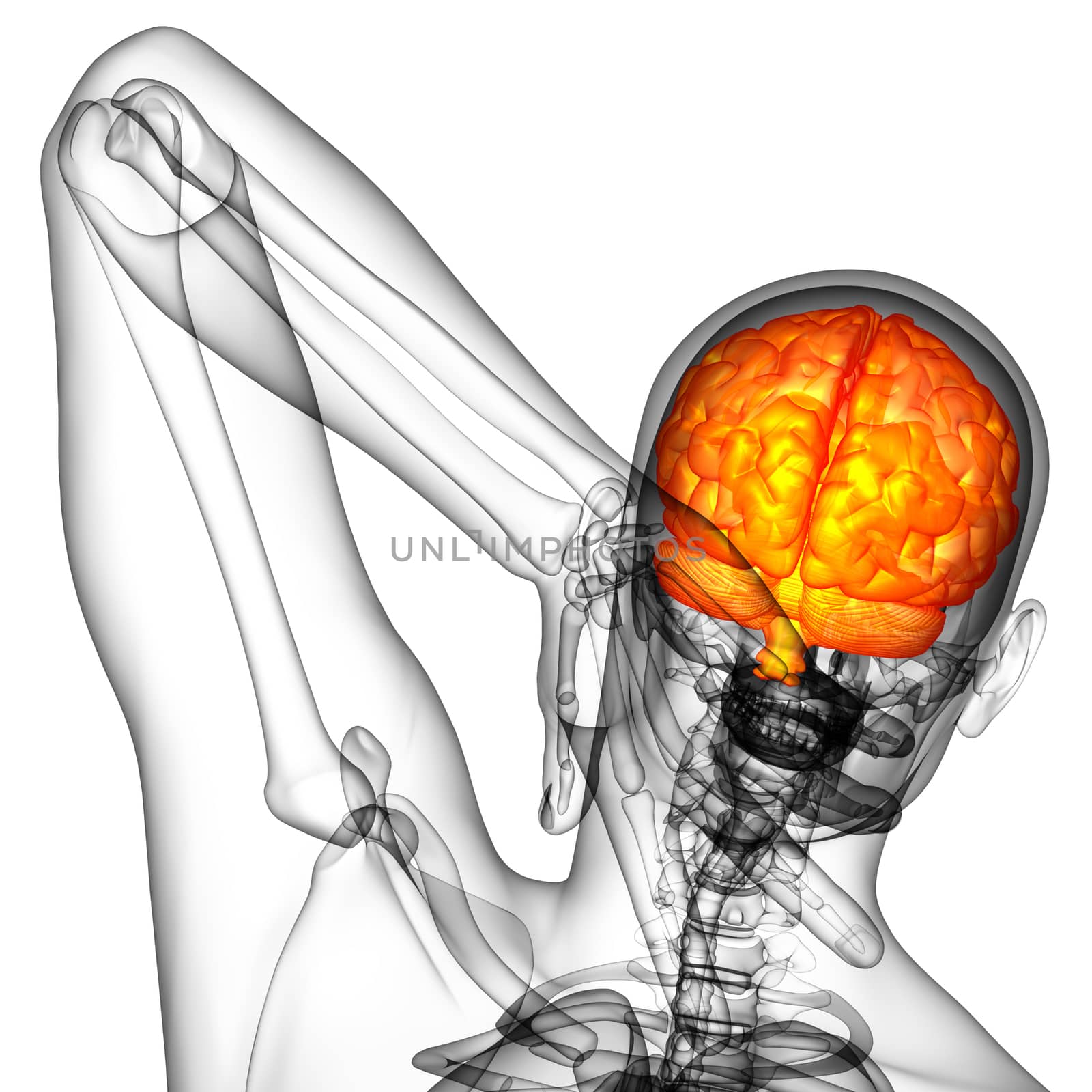 3D medical illustration of the brain  - back view