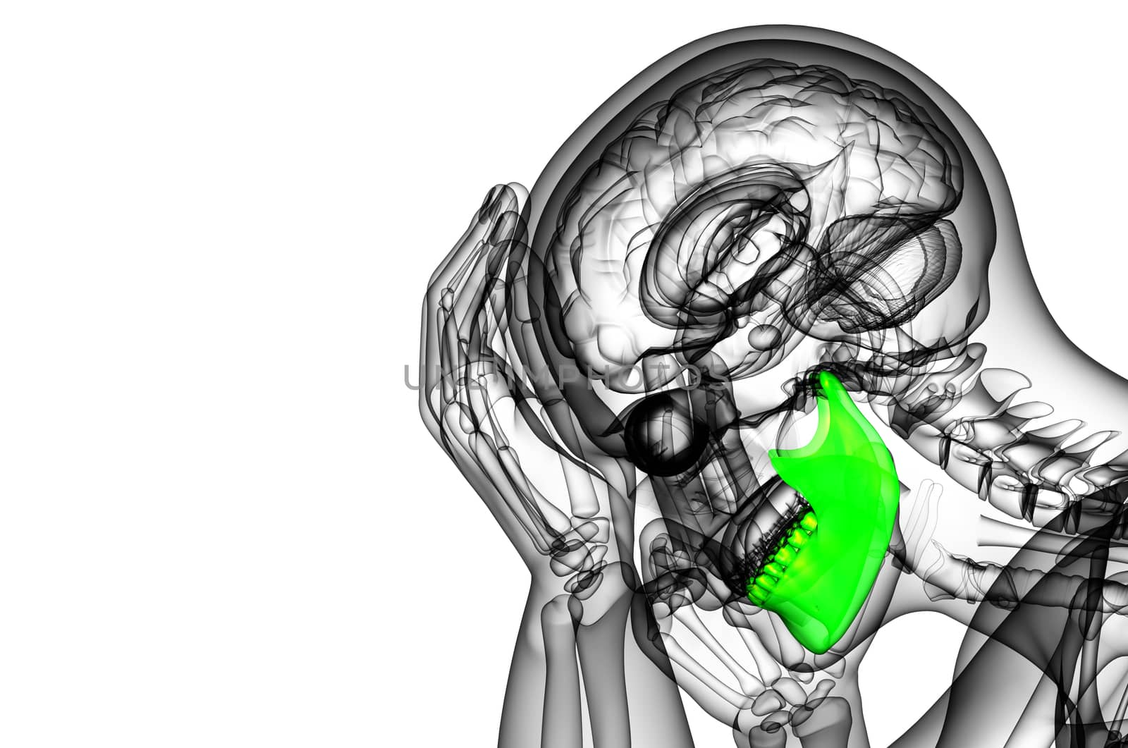 3d rendered illustration - jaw bone - side view