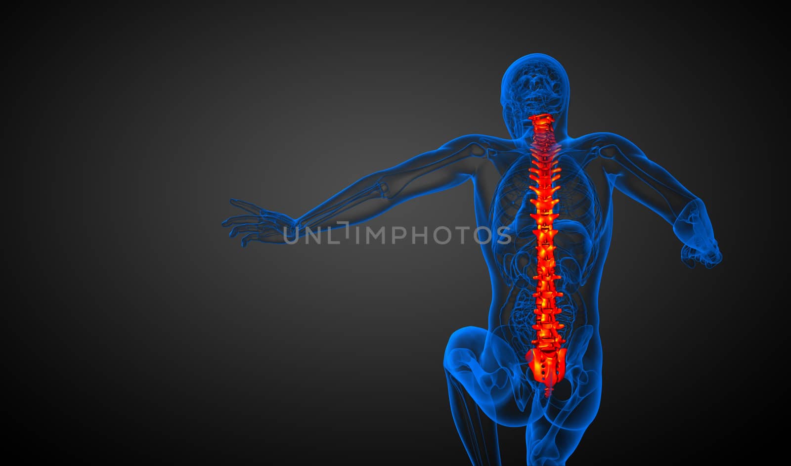 3d render medical illustration of the human spine - back view