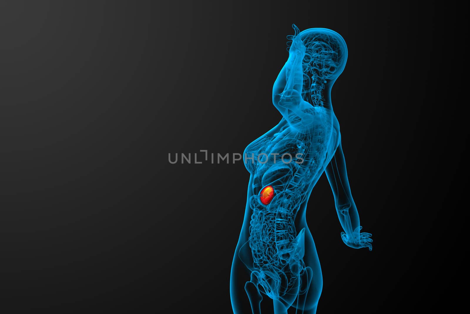3d render medical illustration of the spleen - side view