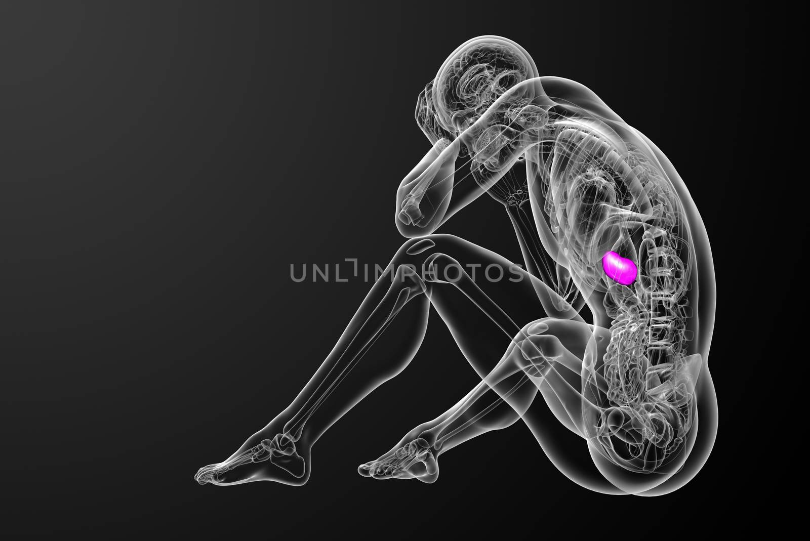 3d render medical illustration of the spleen - side view