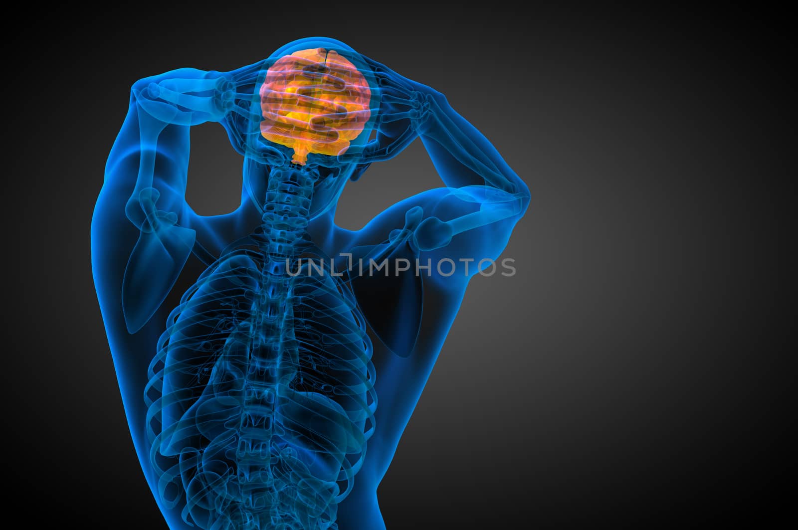 3D medical illustration of the brain  - back view