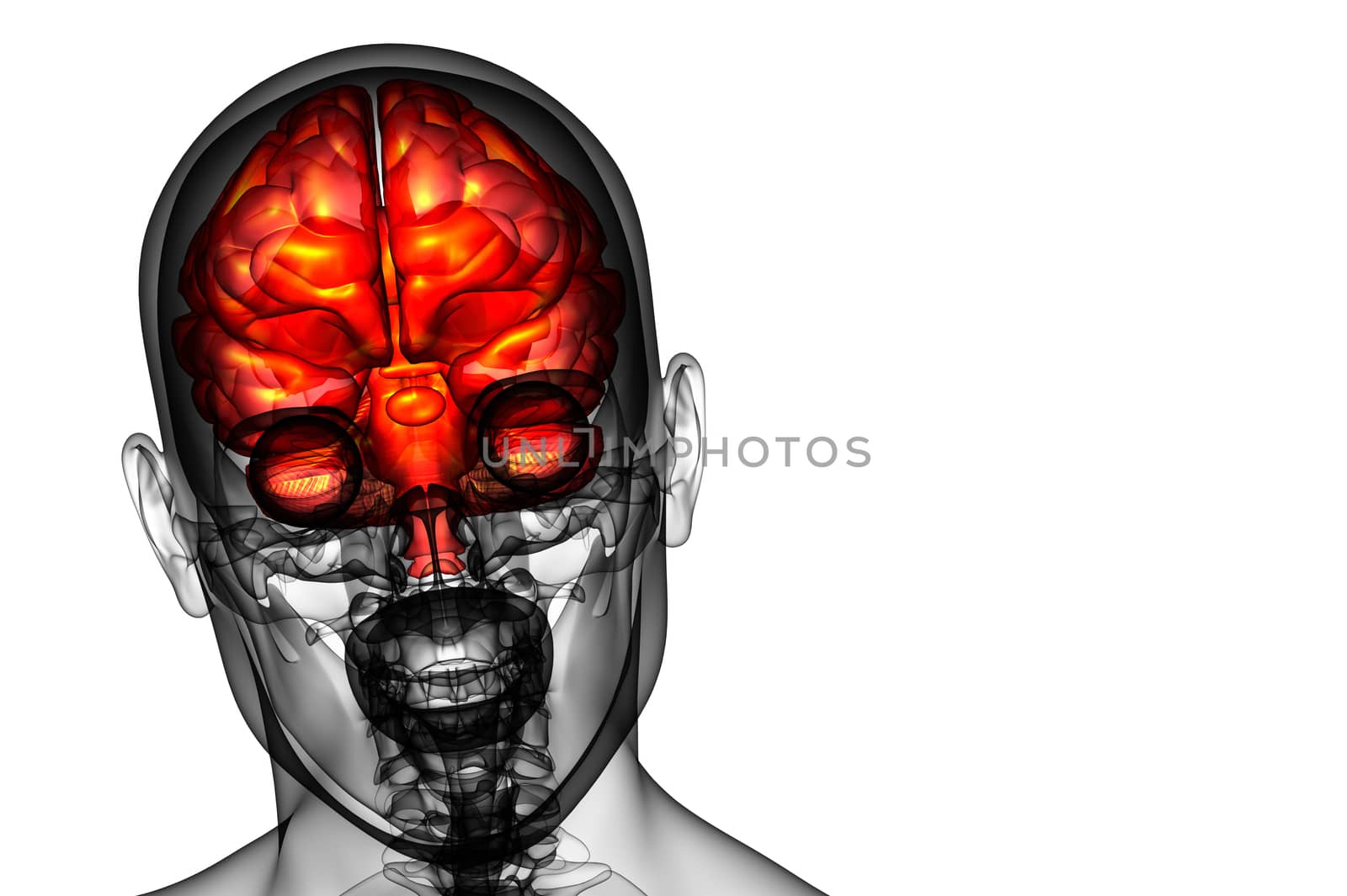 3D medical illustration of the brain   by maya2008