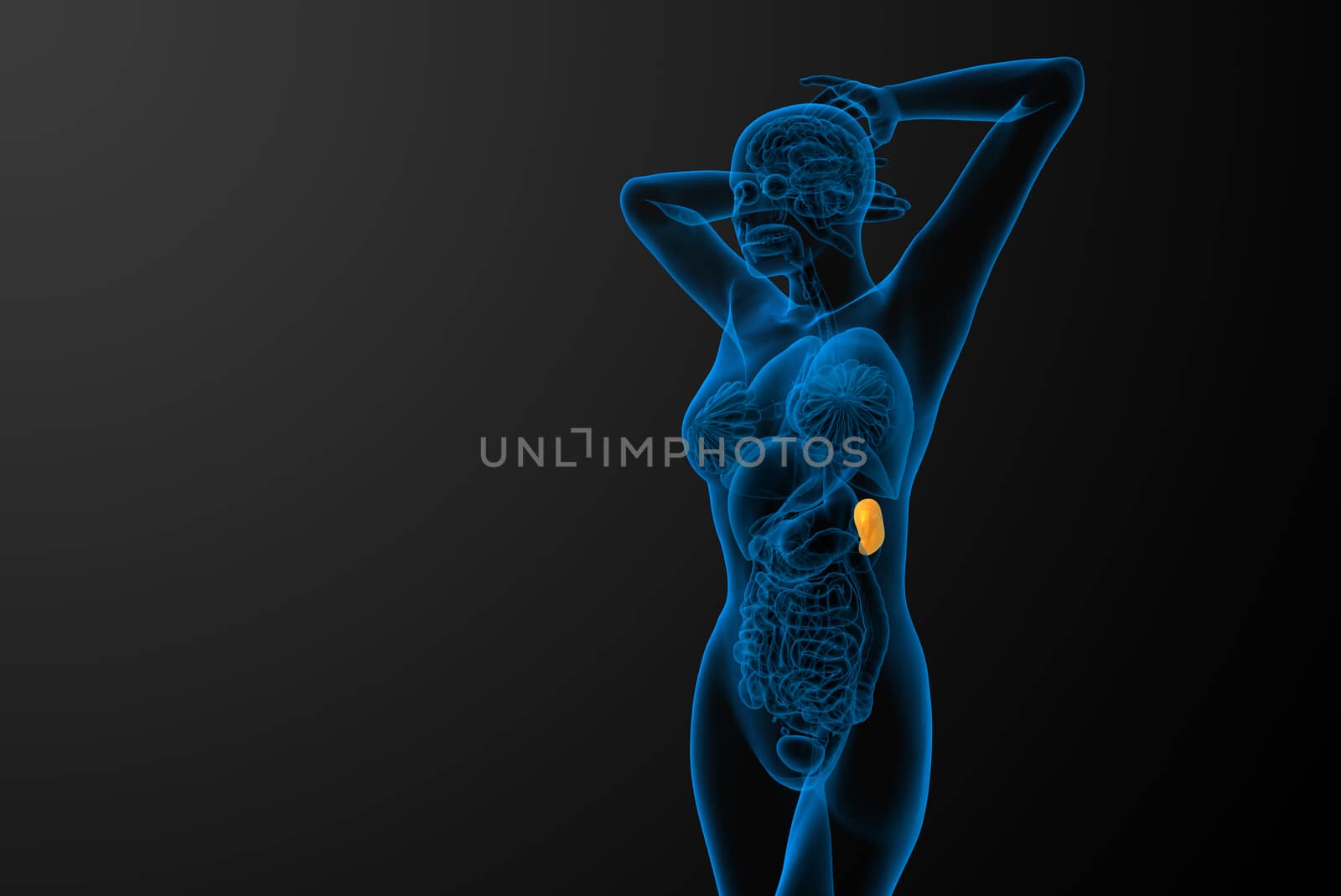 3d render medical illustration of the spleen - side view