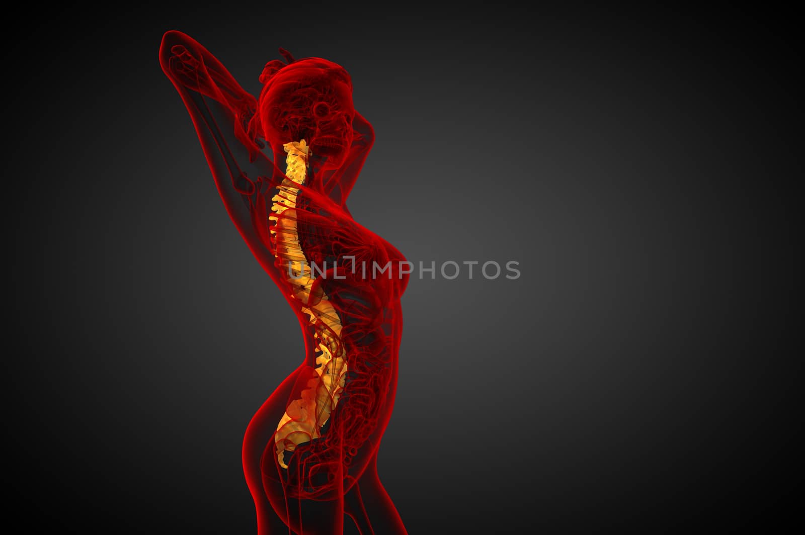 3d render medical illustration of the human spine - side view