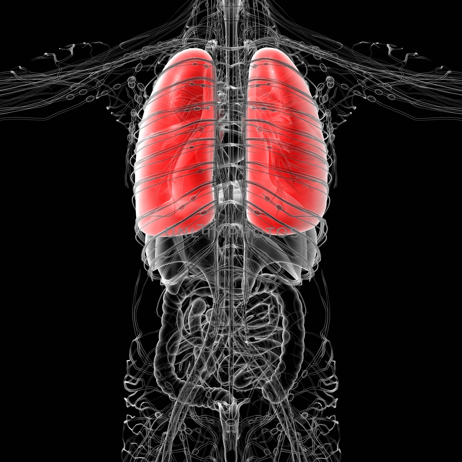 3D medical illustration of the human lung - back view