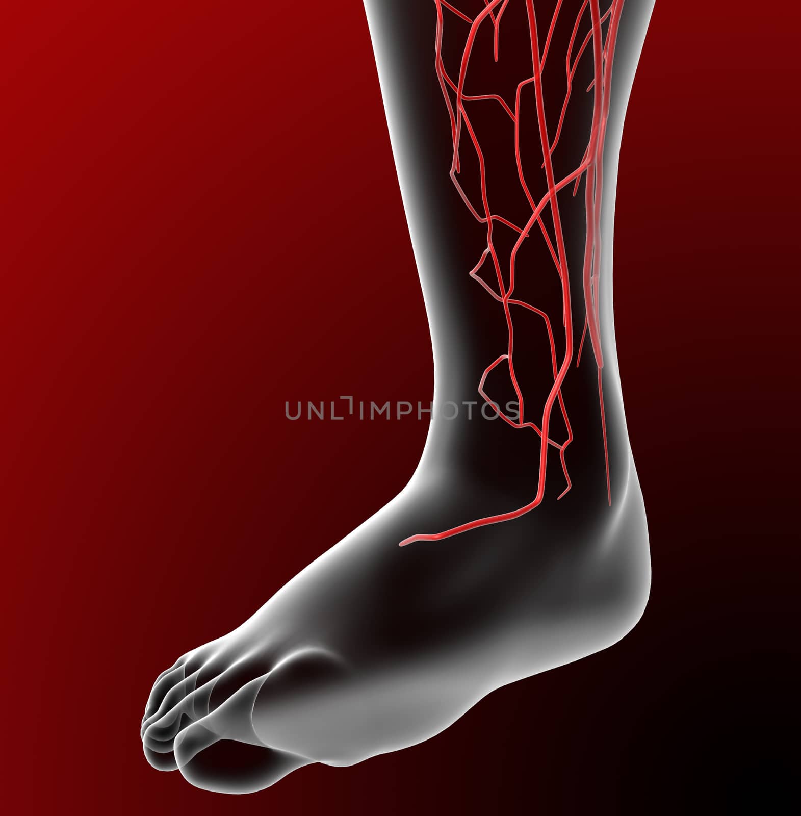 3d render medical illustration of the lymphatic system 