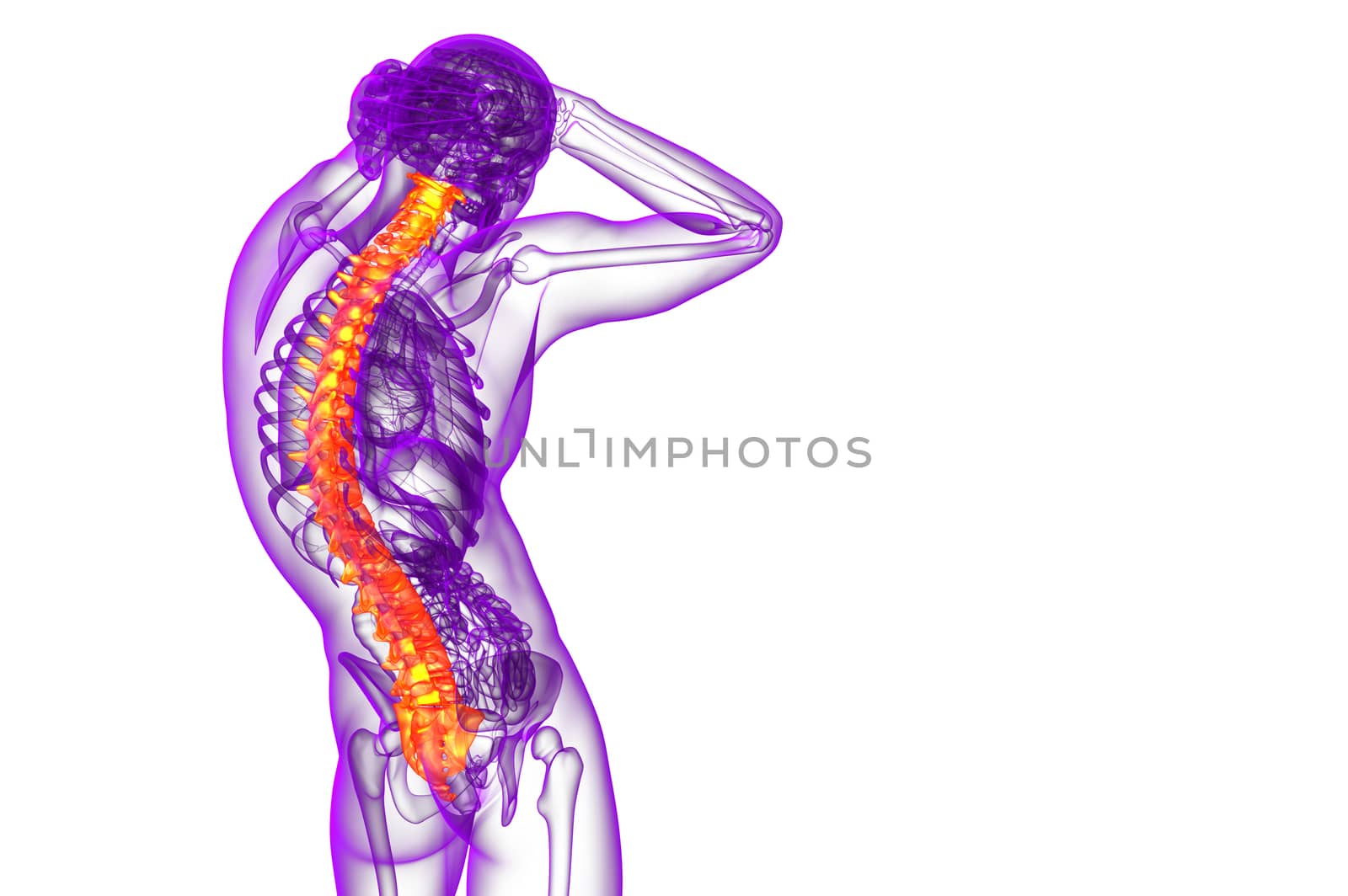 3d render medical illustration of the human spine - side view