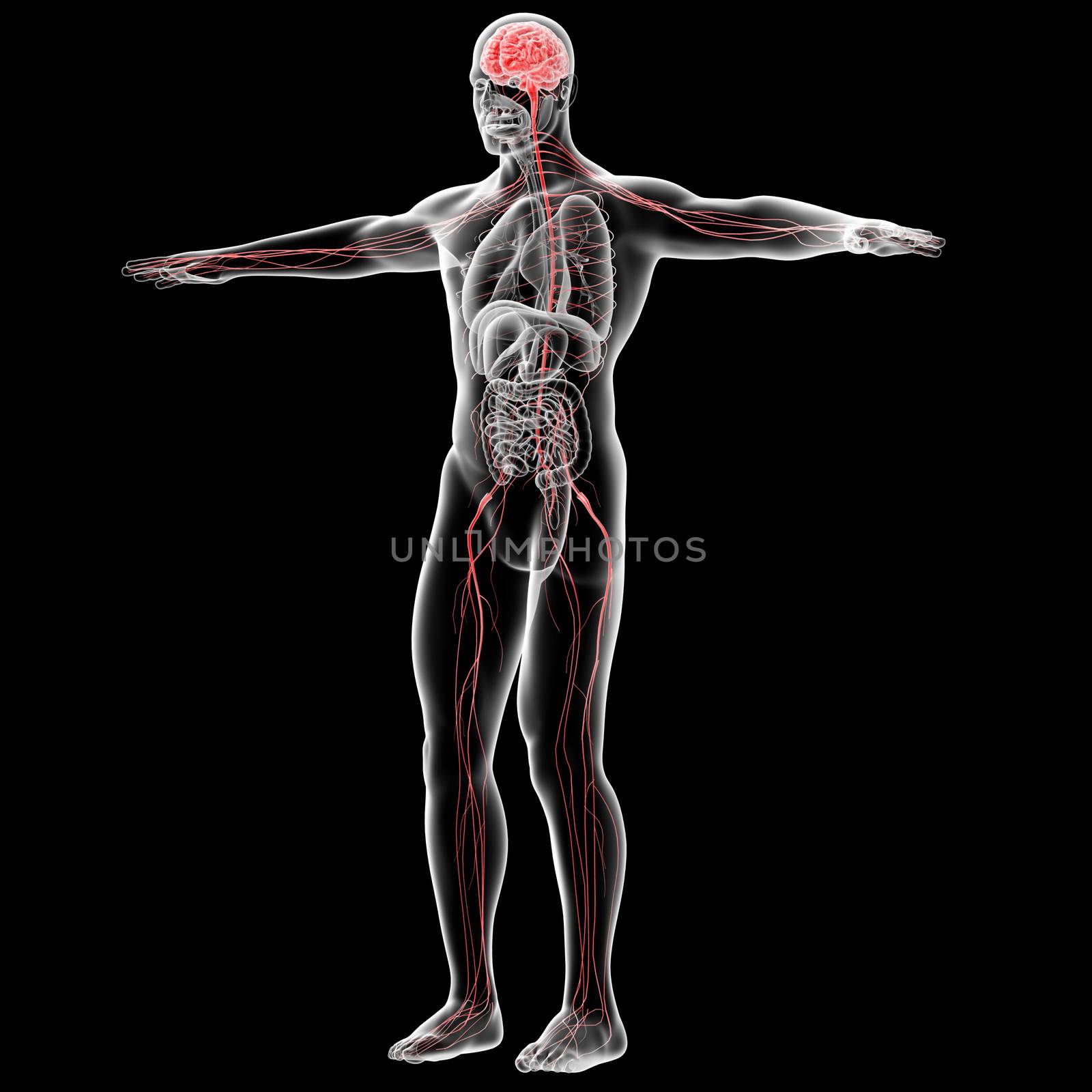 3d rendered illustration of the male nervous system - side view