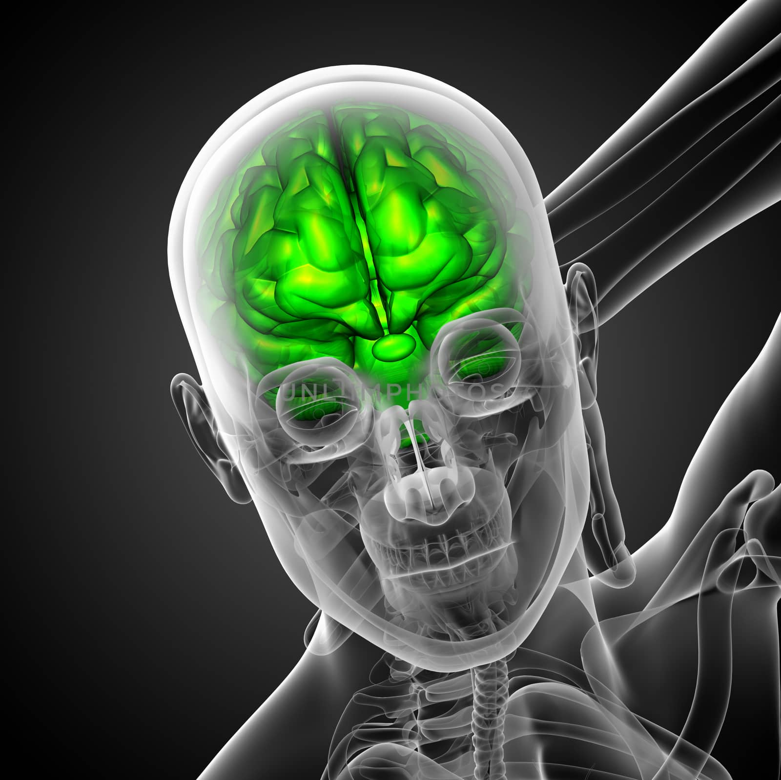 3D medical illustration of the brain  - front view