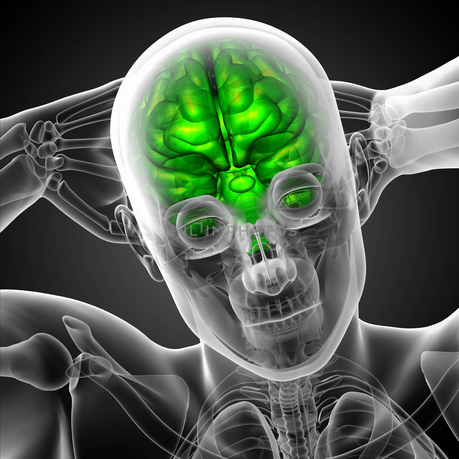 3D medical illustration of the brain  - front view