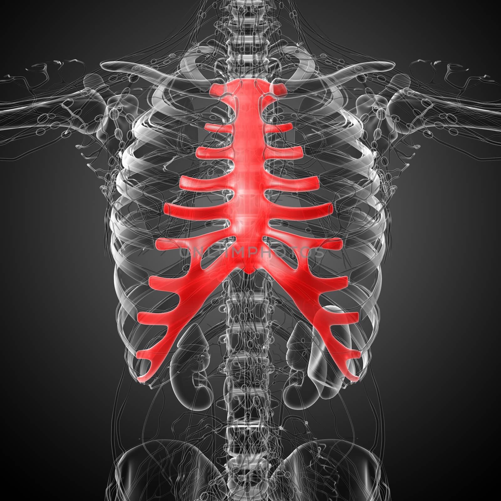 3d render medical illustration of the sternum and cartilage by maya2008