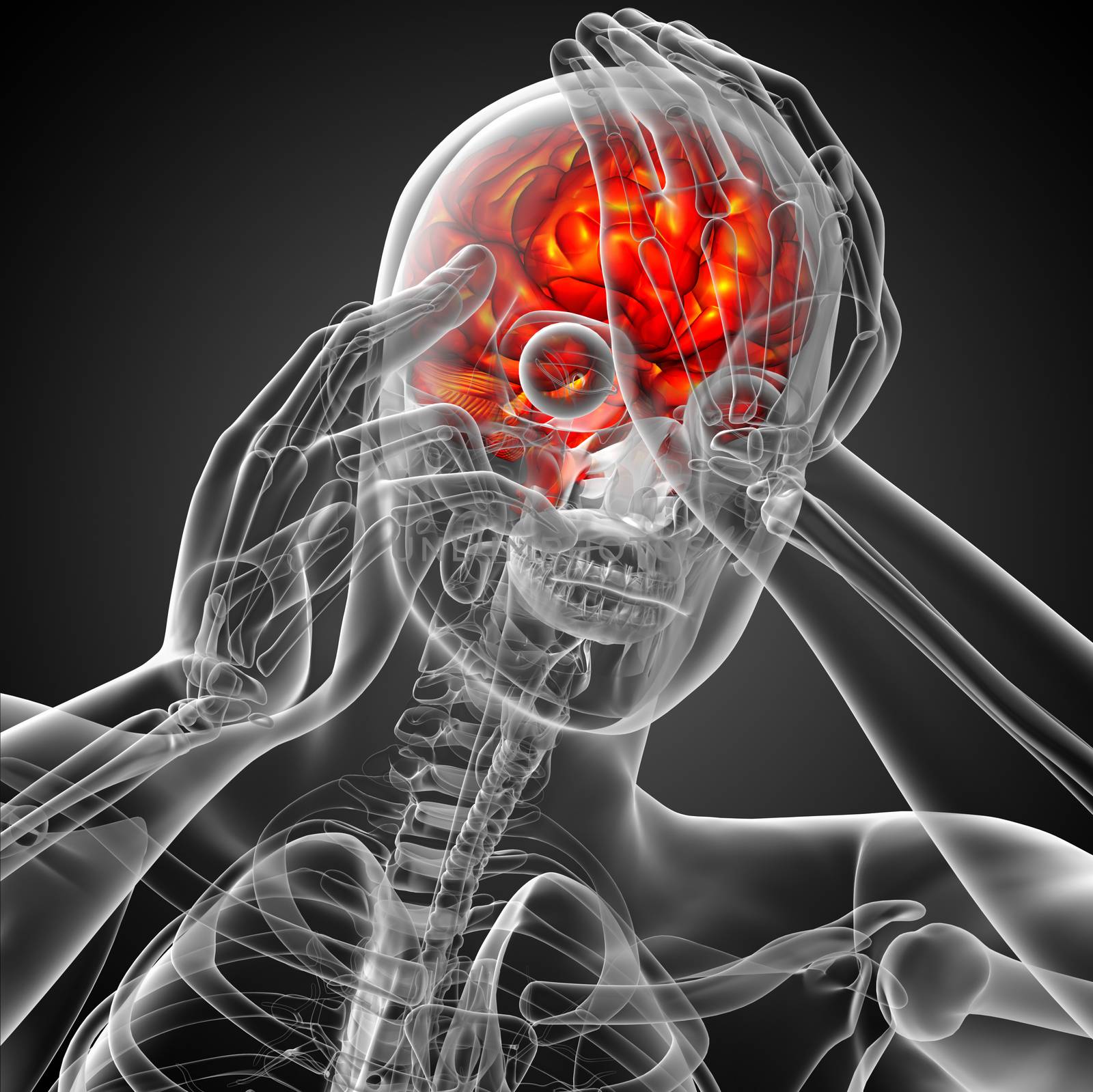 3D medical illustration of the brain  - front view