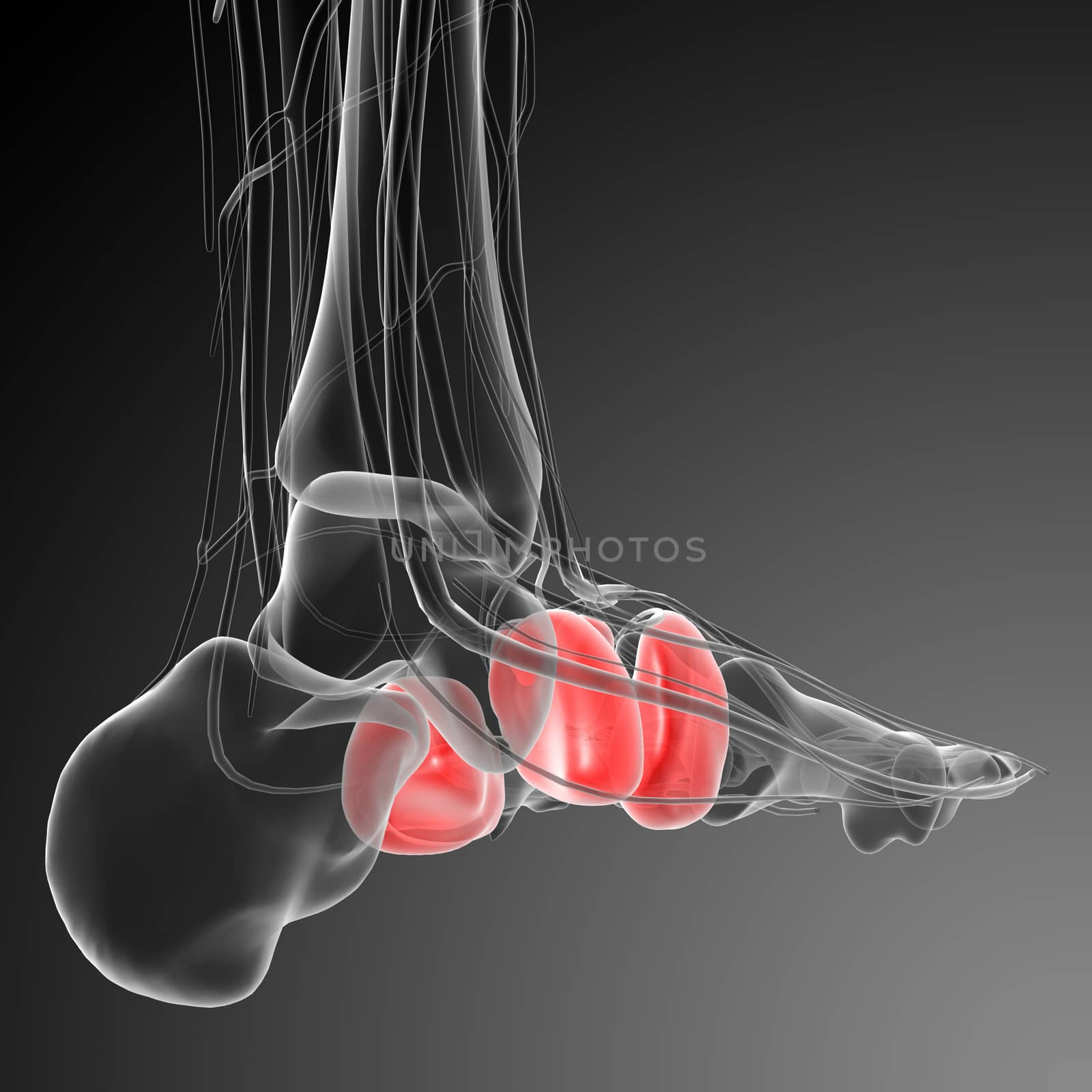 3d render medical illustration of the midfoot bone - back view