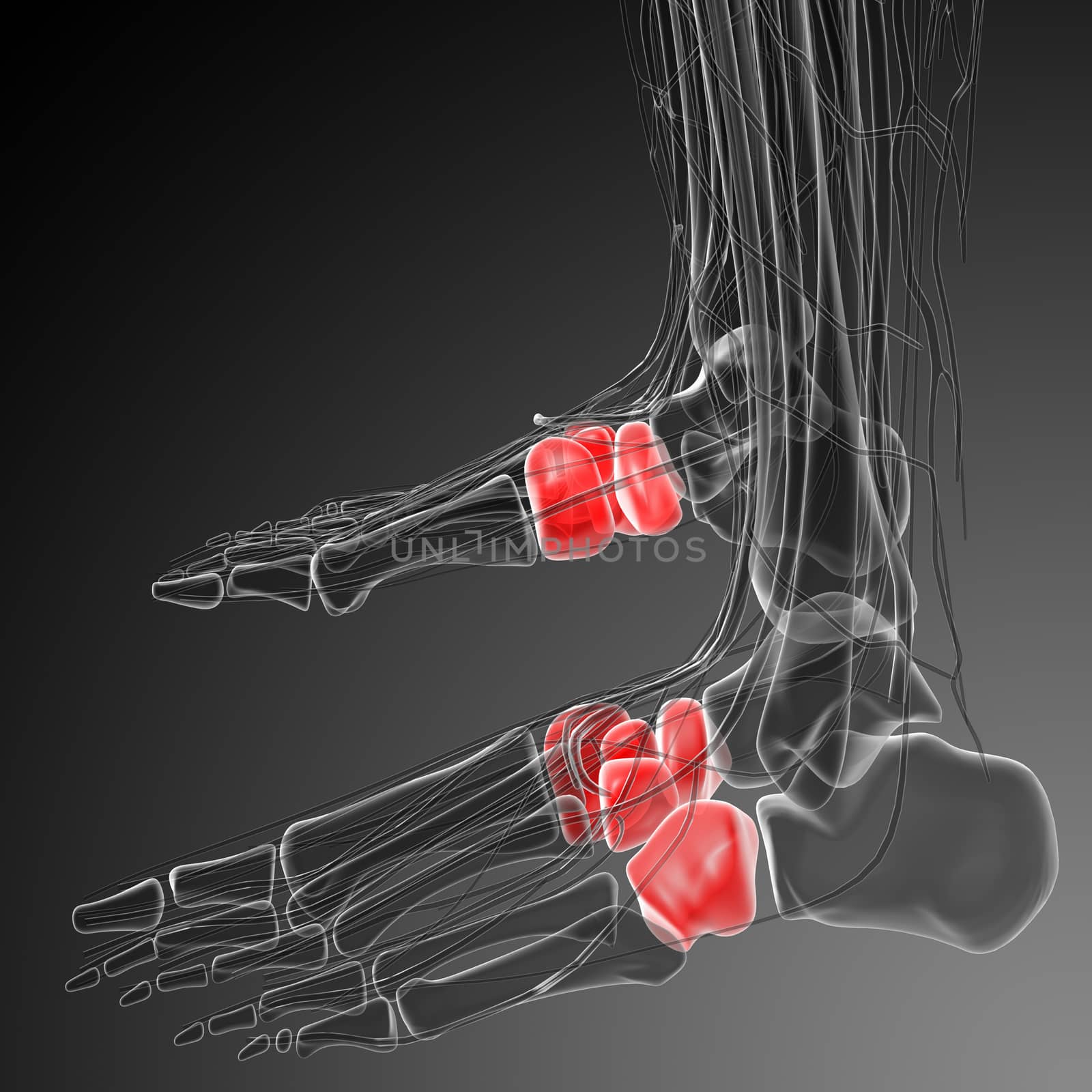3d render medical illustration of the midfoot bone - side view