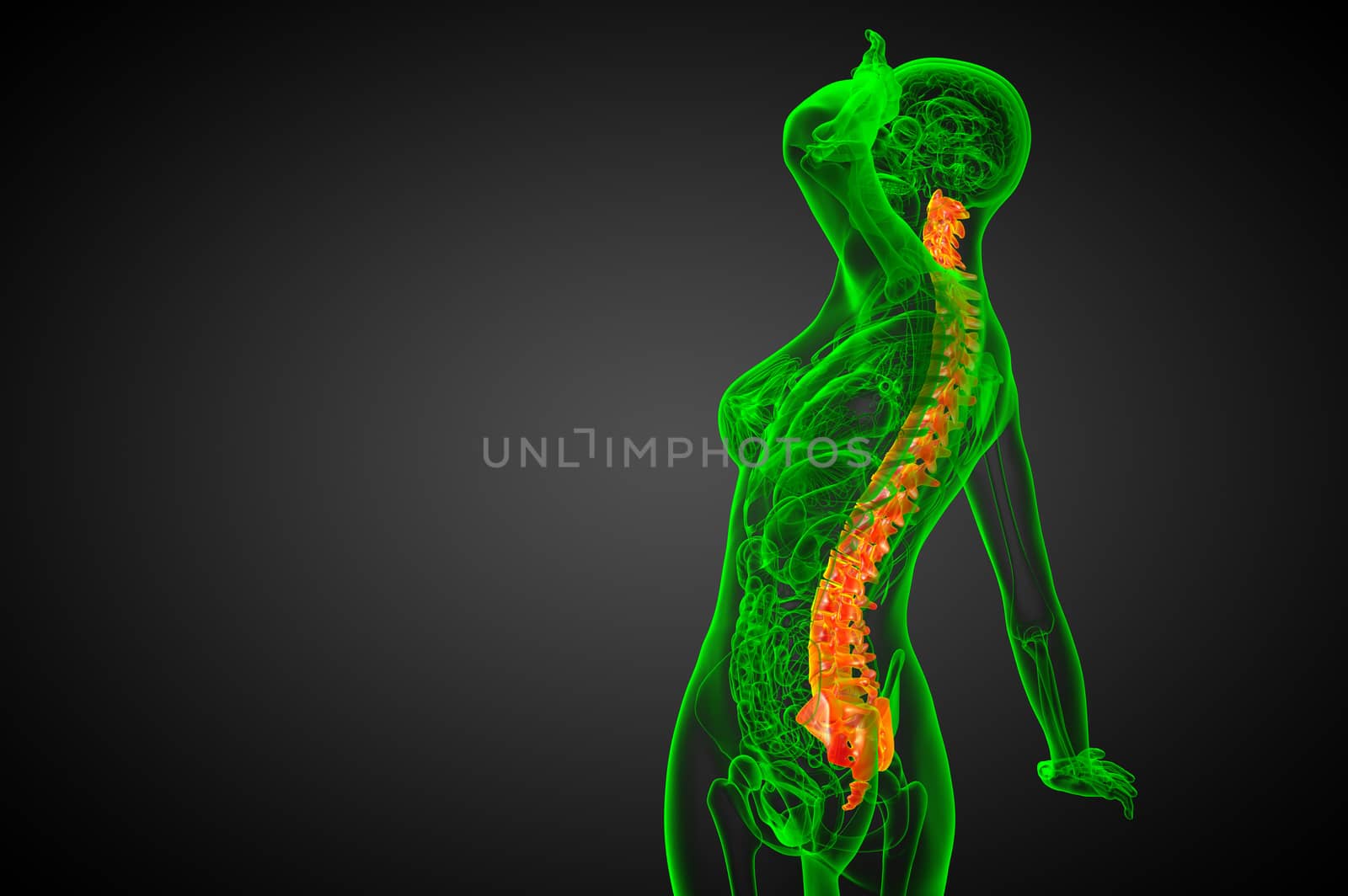 3d render medical illustration of the human spine - side view