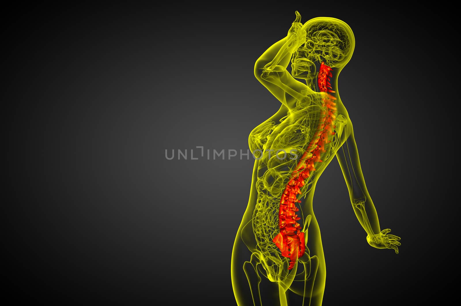 3d render medical illustration of the human spine - side view