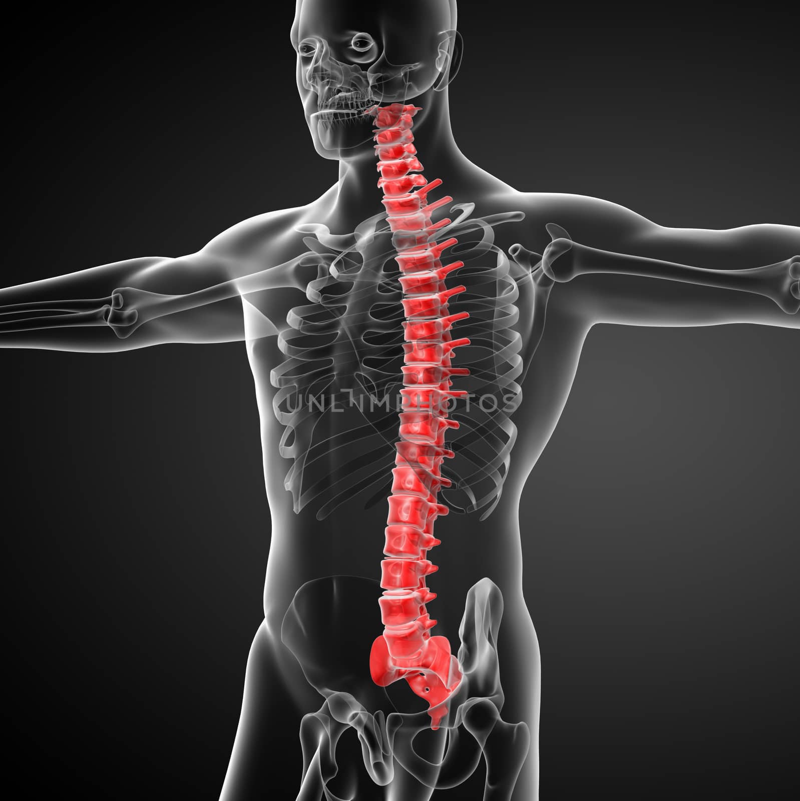 3d render medical illustration of the human spine - side view