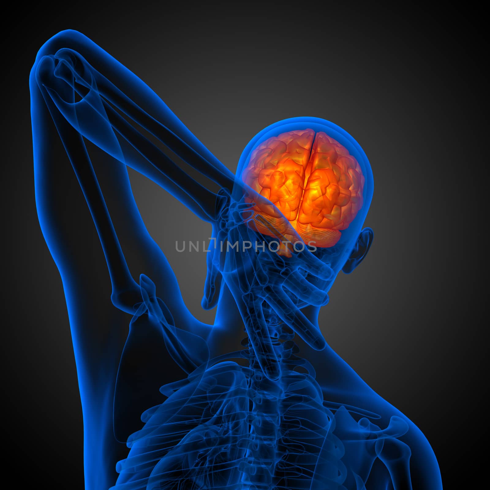 3D medical illustration of the brain  - back view