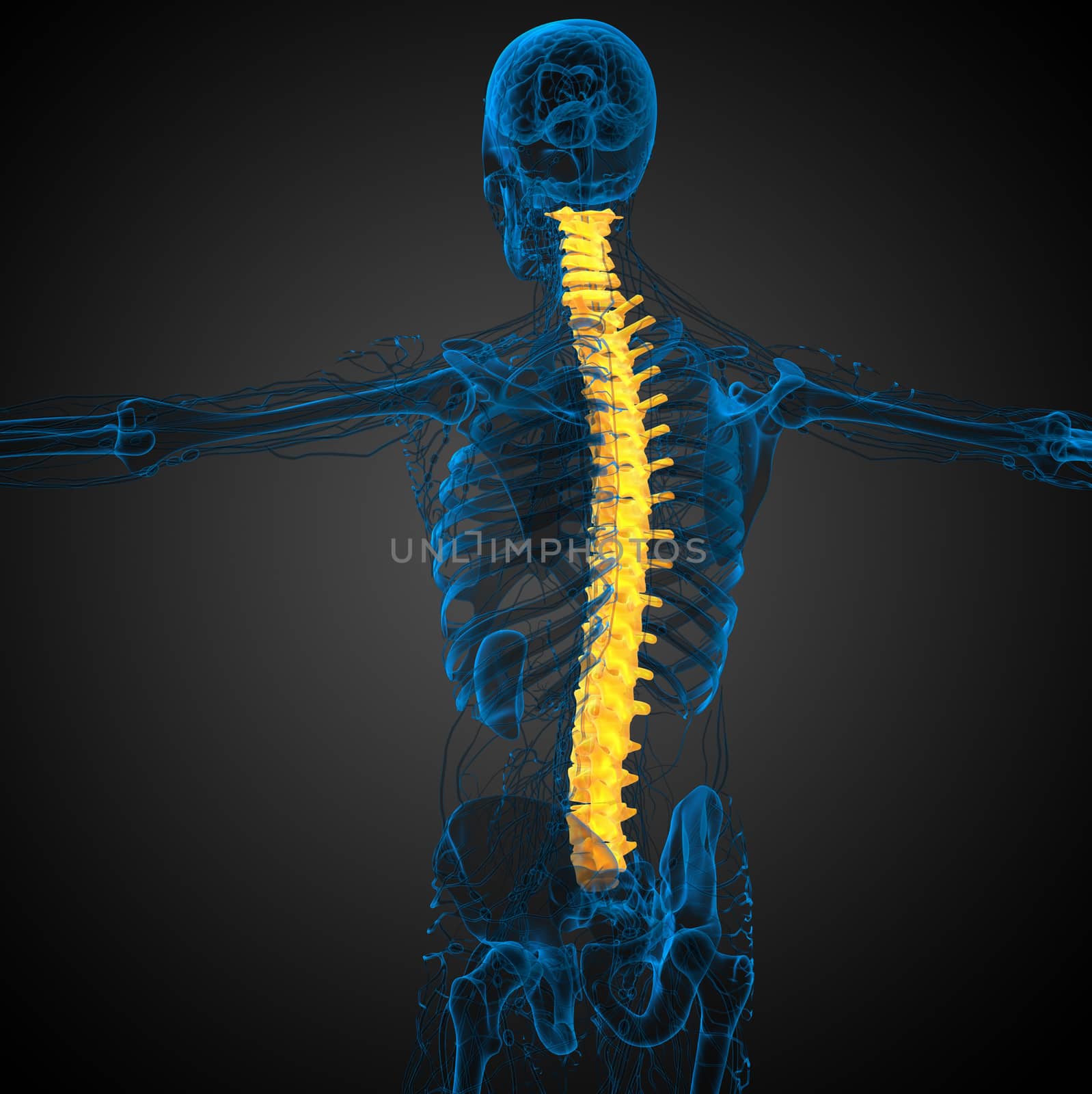 3d render medical illustration of the human spine - side view