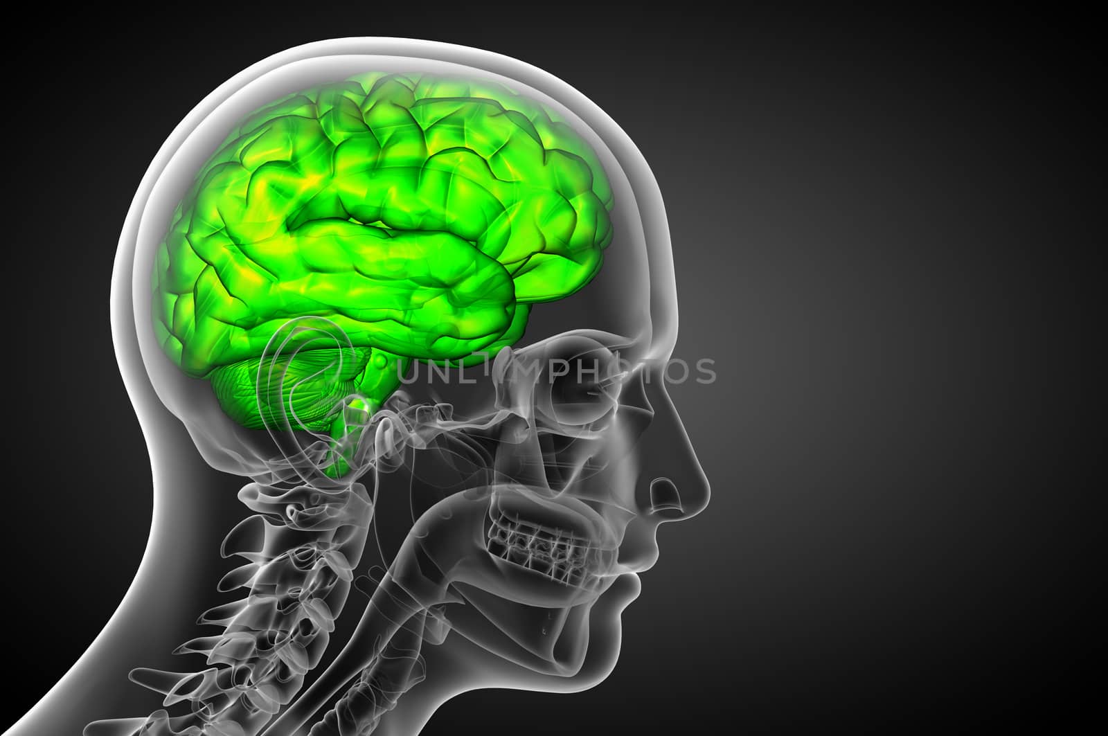 3D medical illustration of the brain  - side view