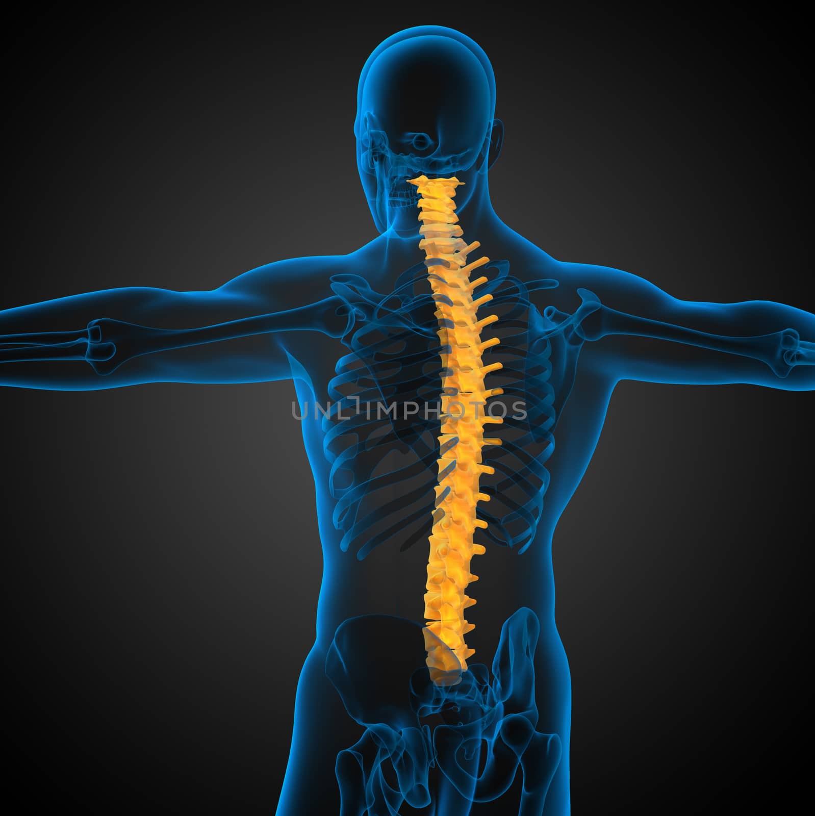 3d render medical illustration of the human spine - side view