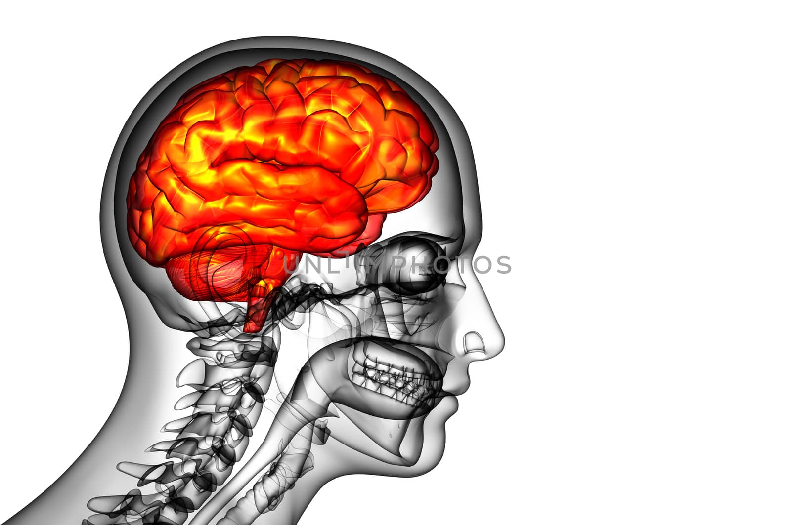 3D medical illustration of the brain  - side view