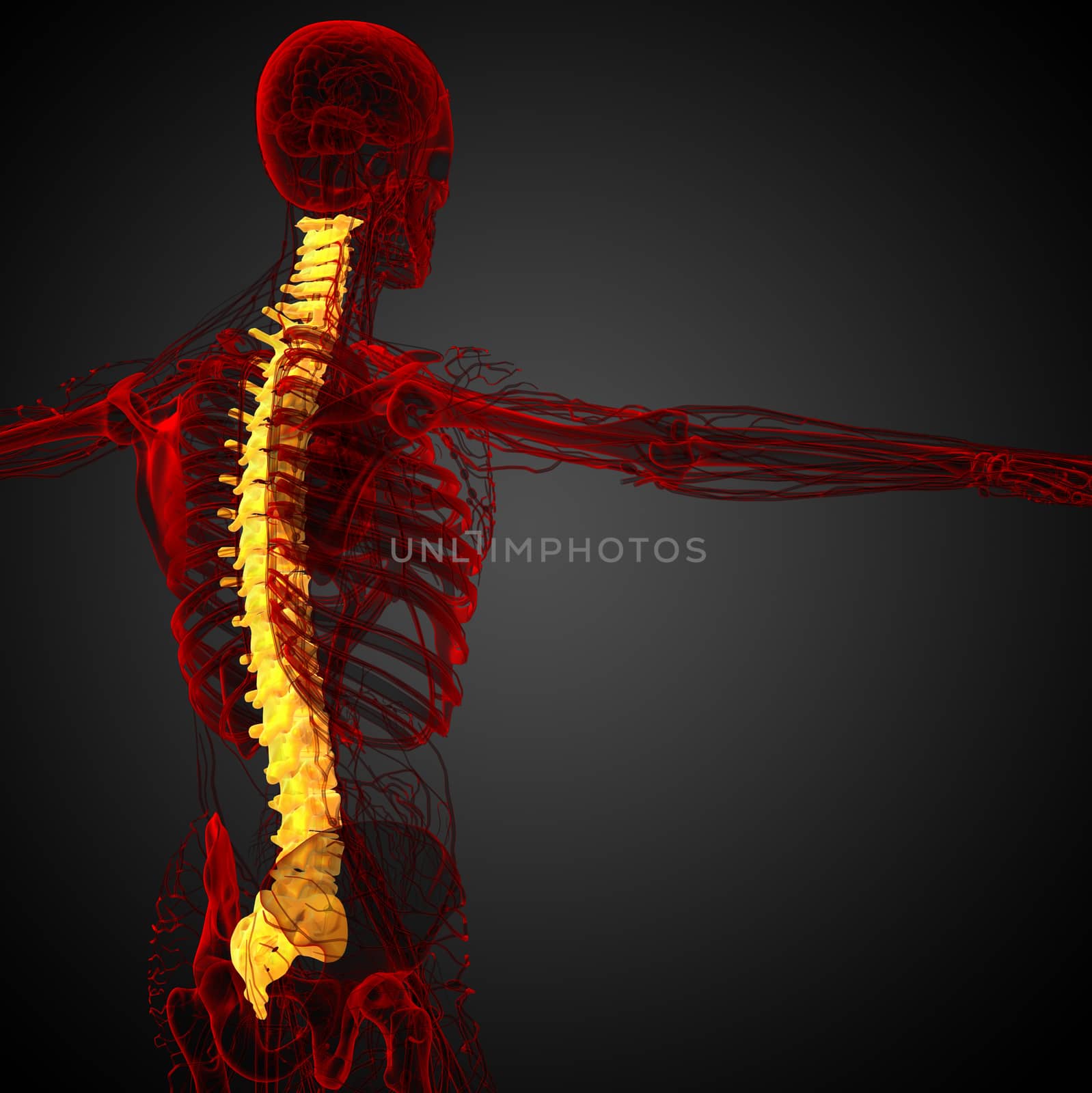 3d render medical illustration of the human spine  by maya2008