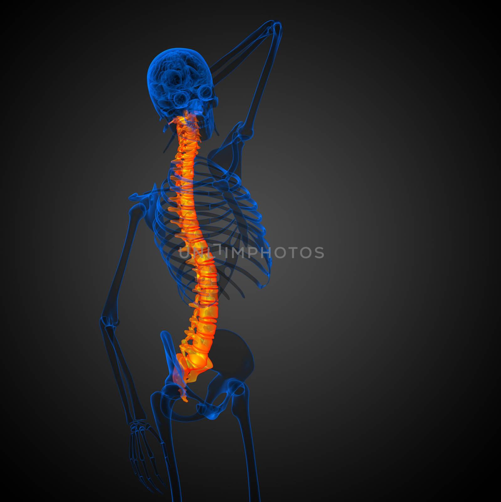 3d render medical illustration of the human spine  by maya2008