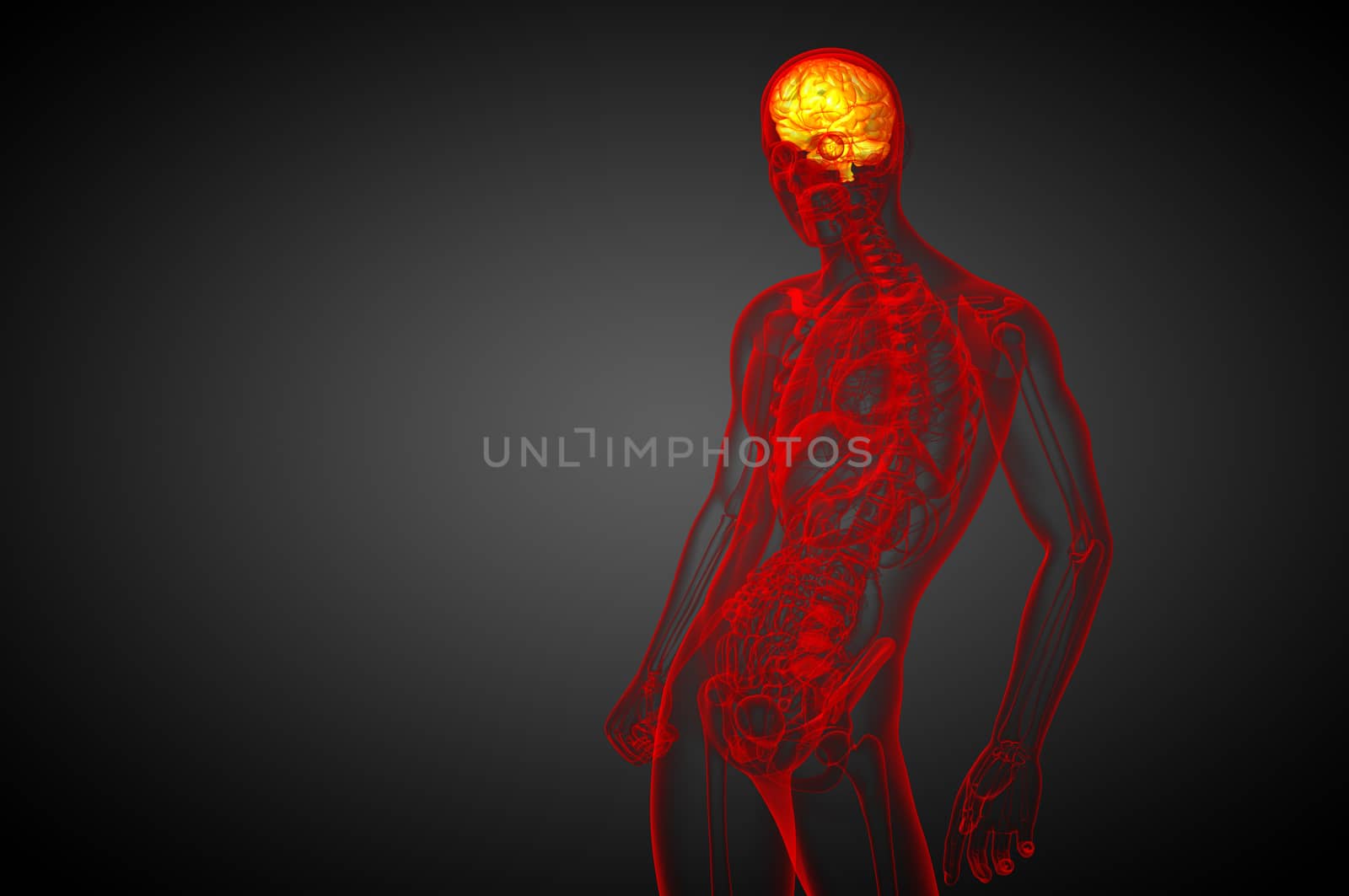 3D medical illustration of the brain  - side view