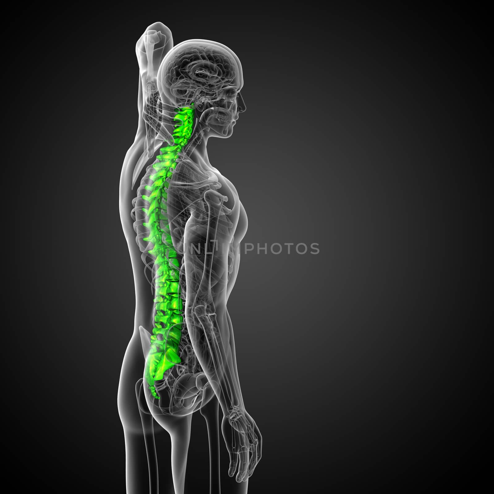 3d render medical illustration of the human spine - side view