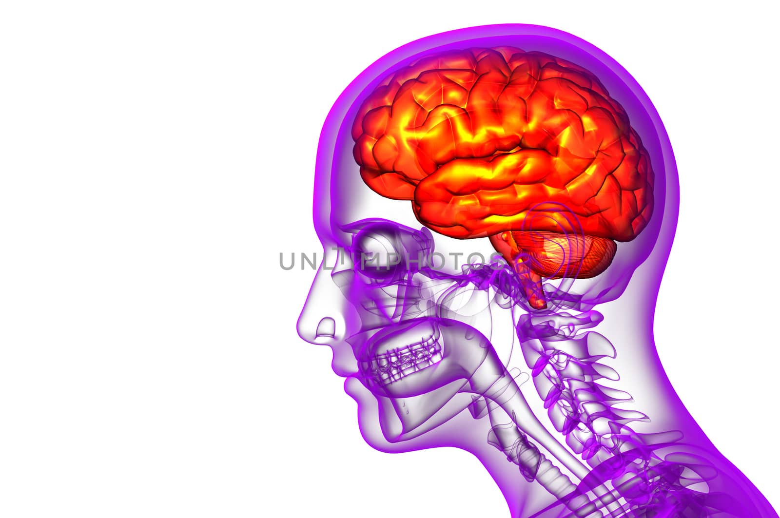 3D medical illustration of the brain  - side view