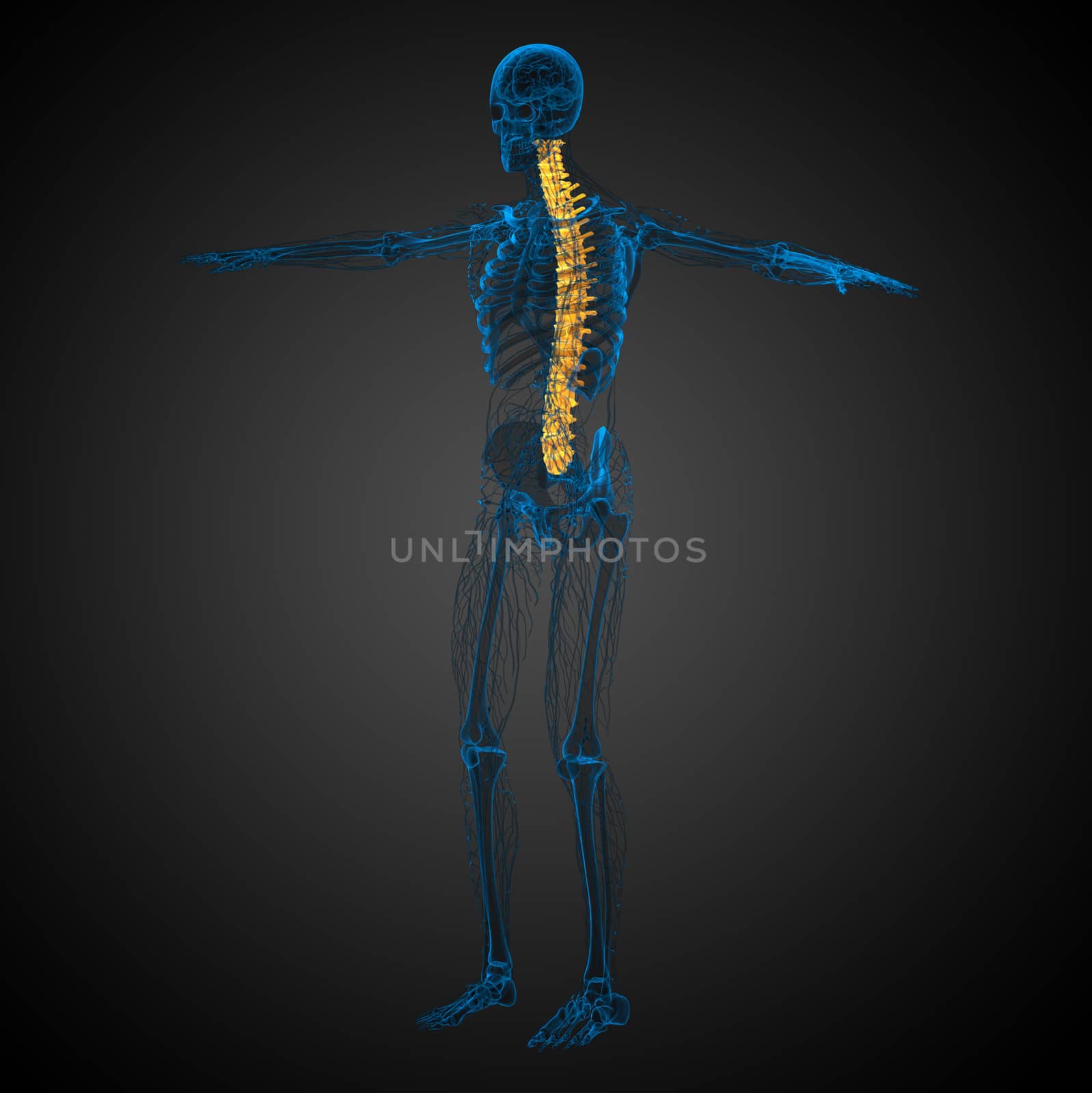 3d render medical illustration of the human spine  by maya2008