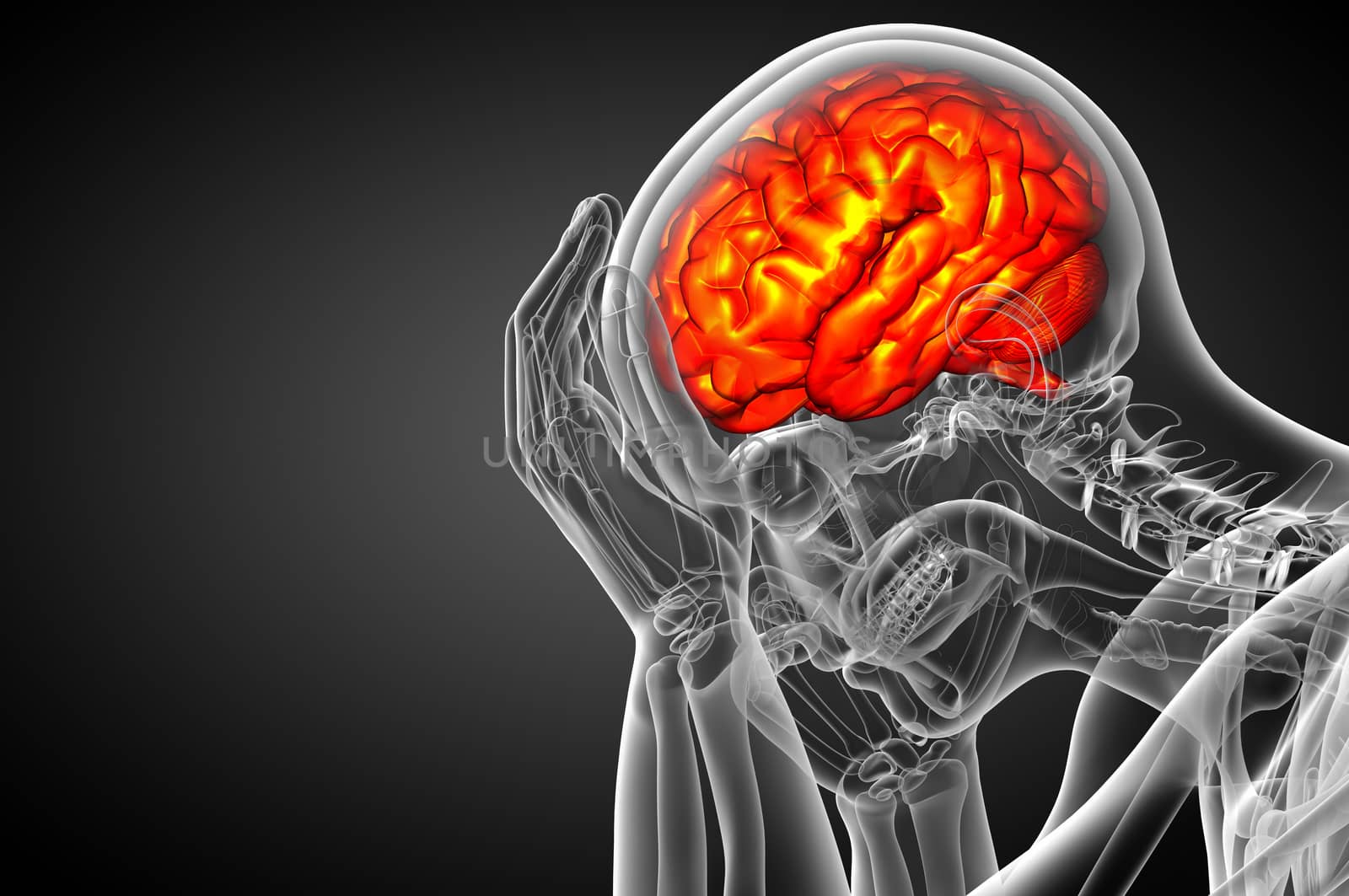 3D medical illustration of the brain  - side view