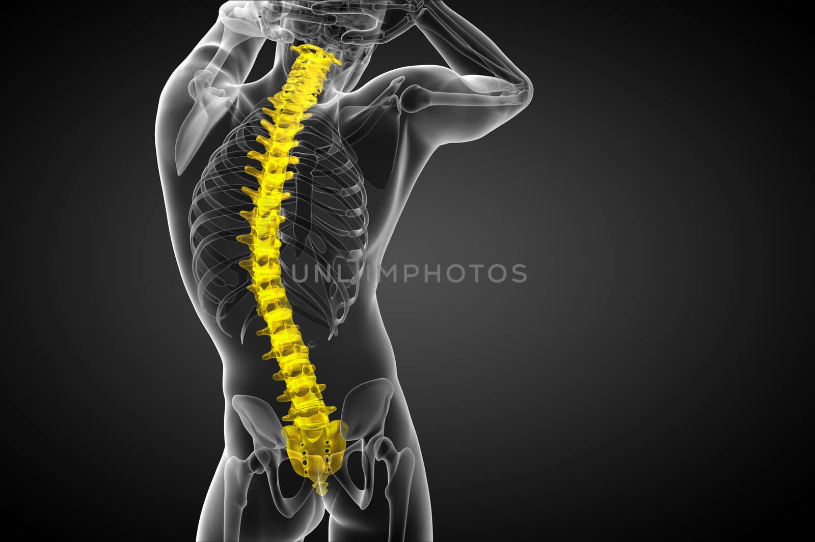 3d render medical illustration of the human spine - back view