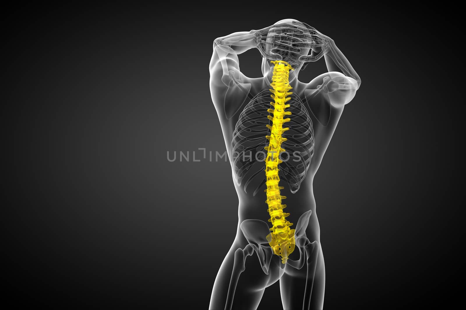 3d render medical illustration of the human spine  by maya2008