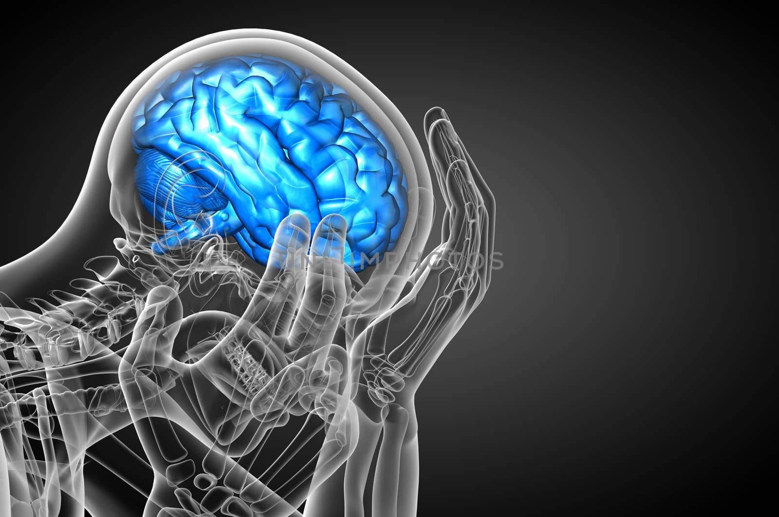 3D medical illustration of the brain   by maya2008