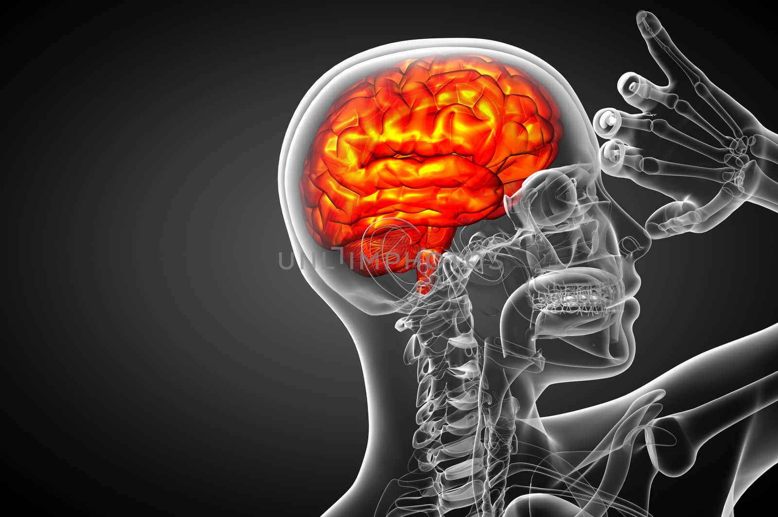 3D medical illustration of the brain  - side view