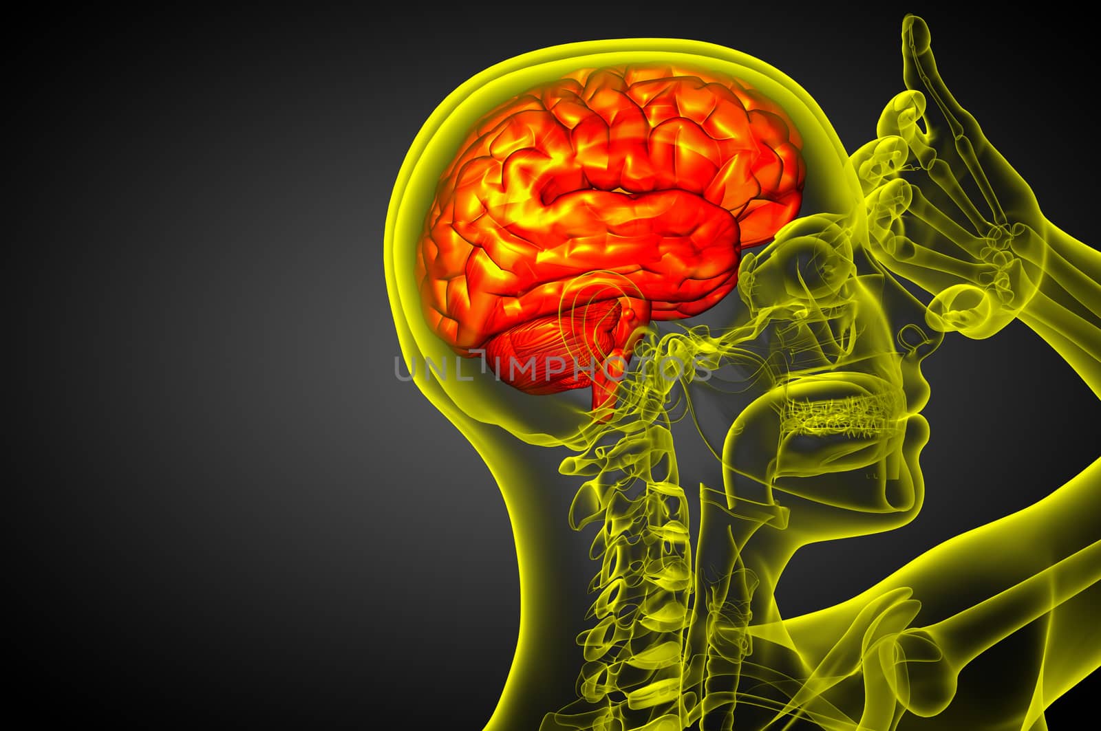 3D medical illustration of the brain  - side view