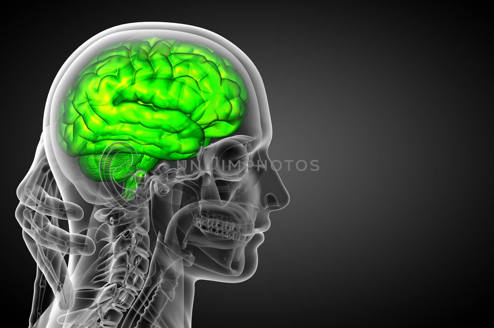 3D medical illustration of the brain  - side view
