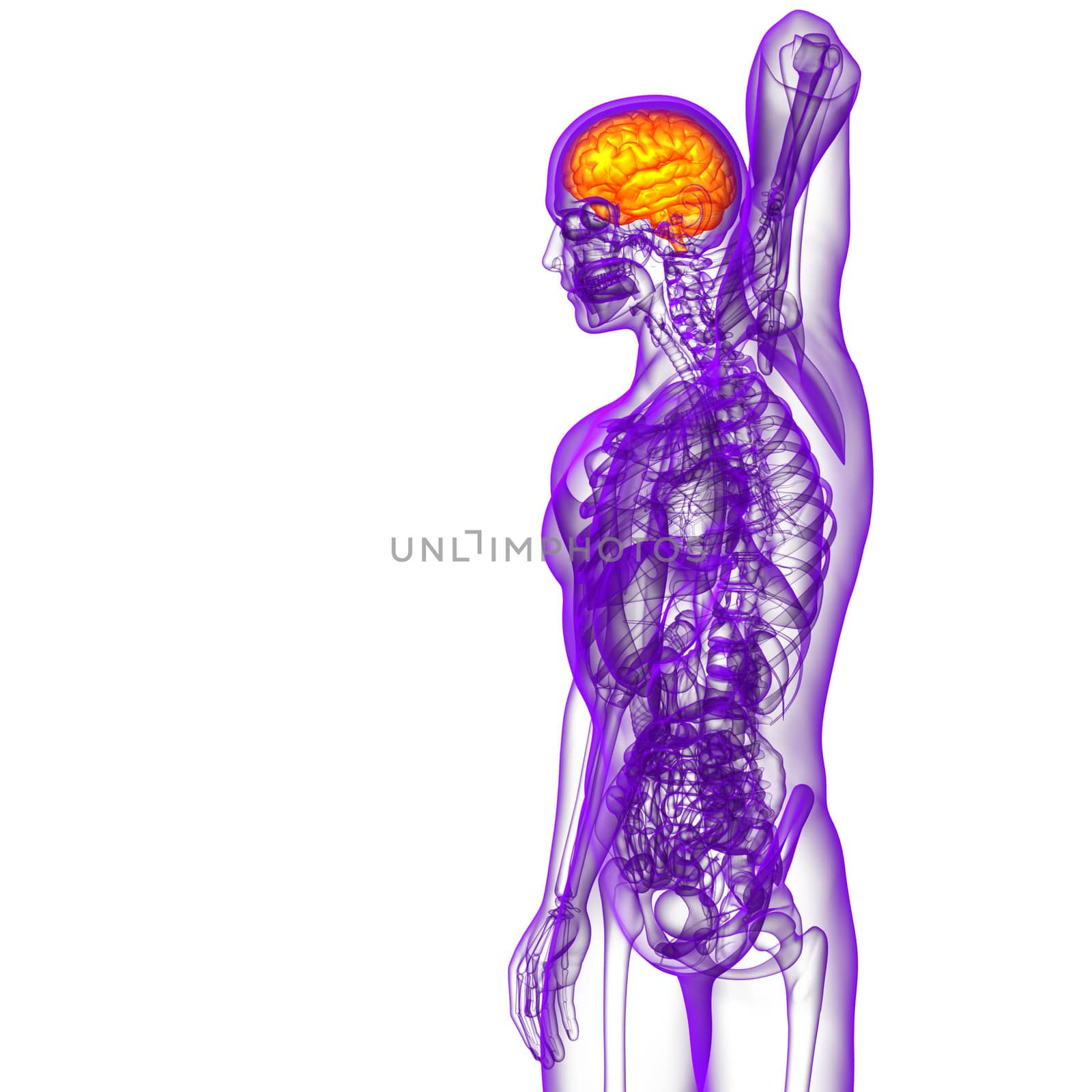 3D medical illustration of the brain  - side view