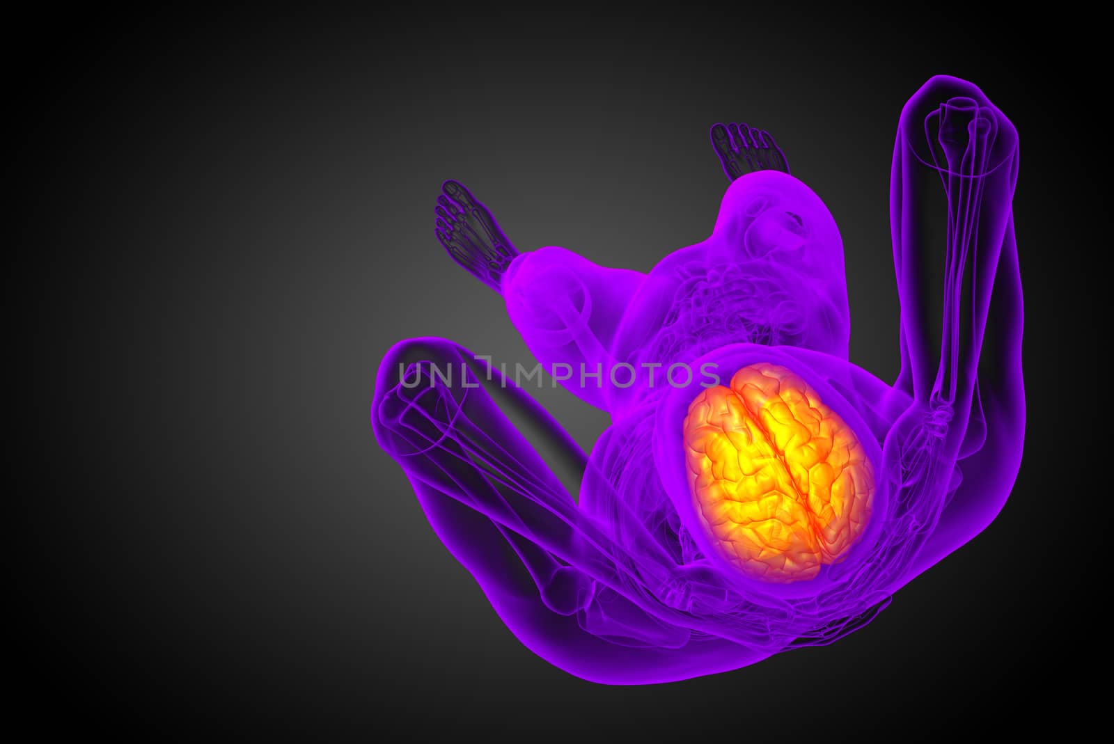 3D medical illustration of the brain  - top view