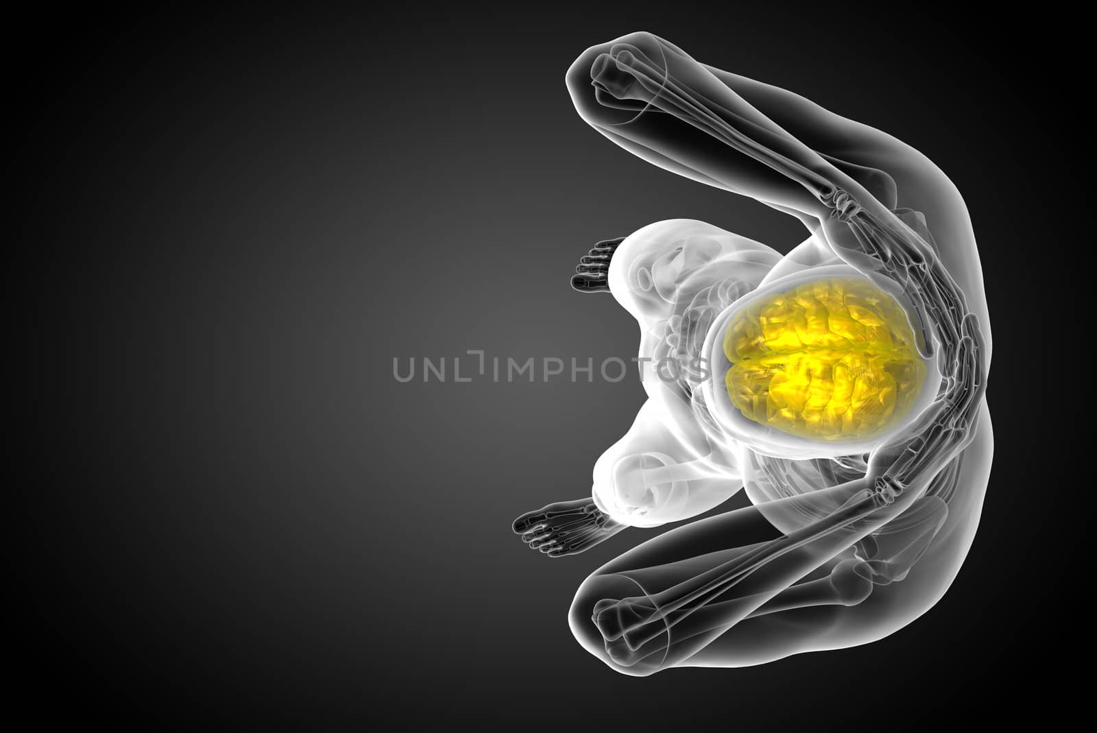 3D medical illustration of the brain  - top view