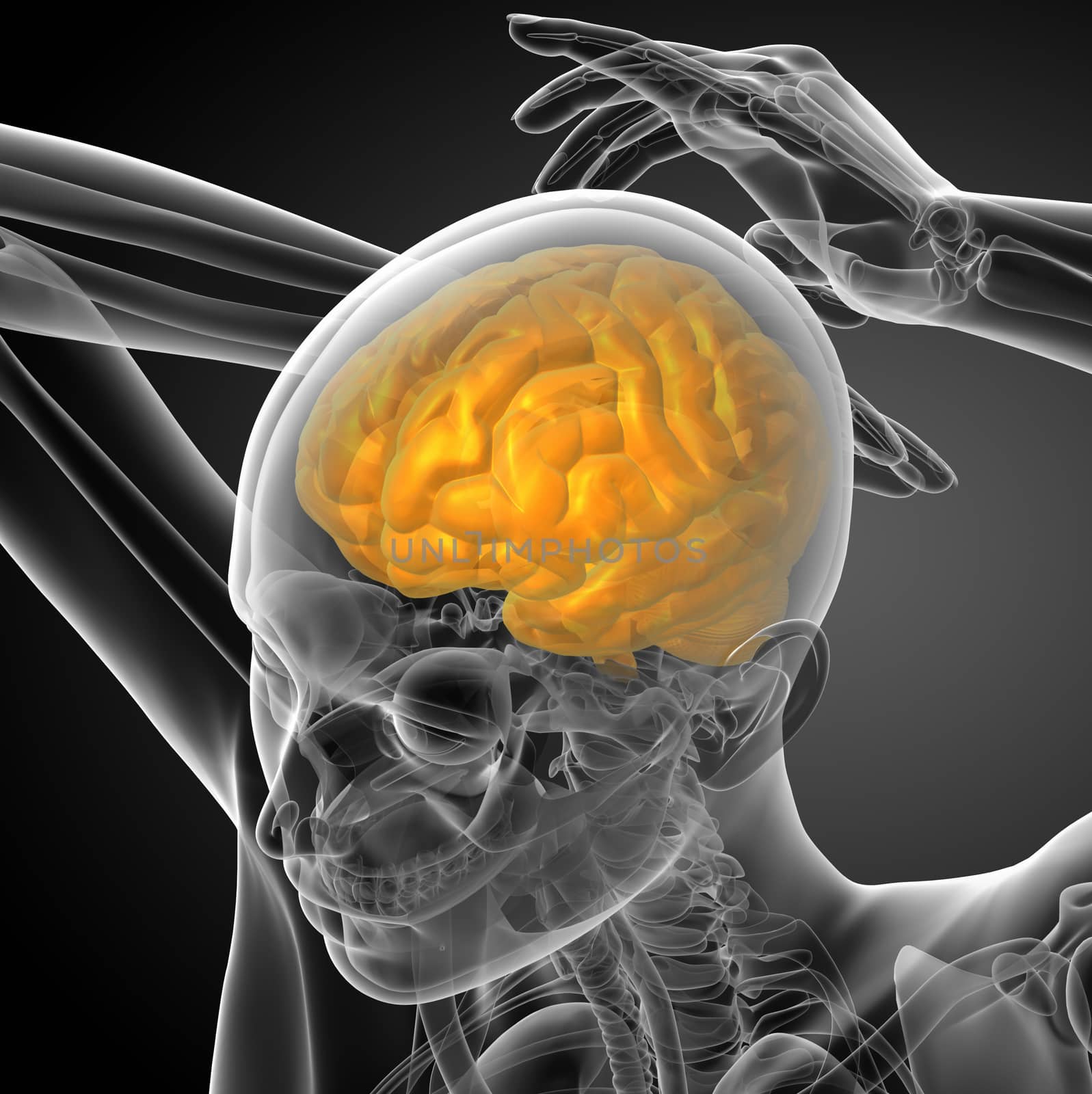 3D medical illustration of the brain  - top view