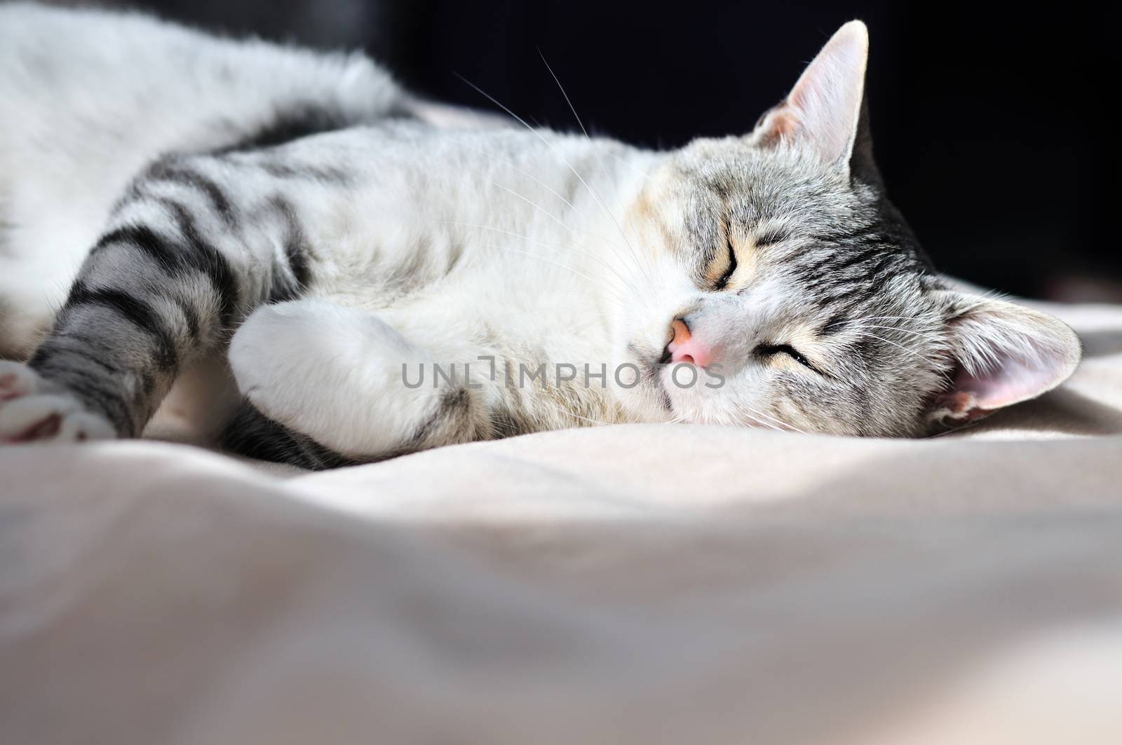 dozy gray cat on the bed