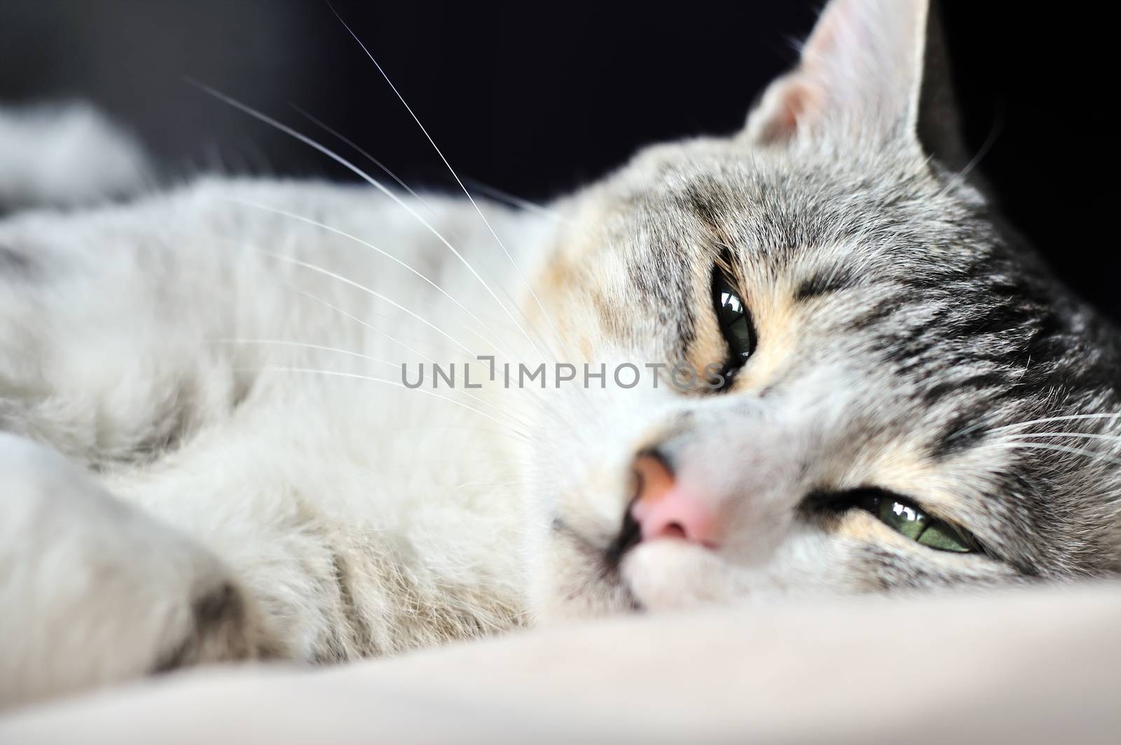 portrait of dozy cat by Reana