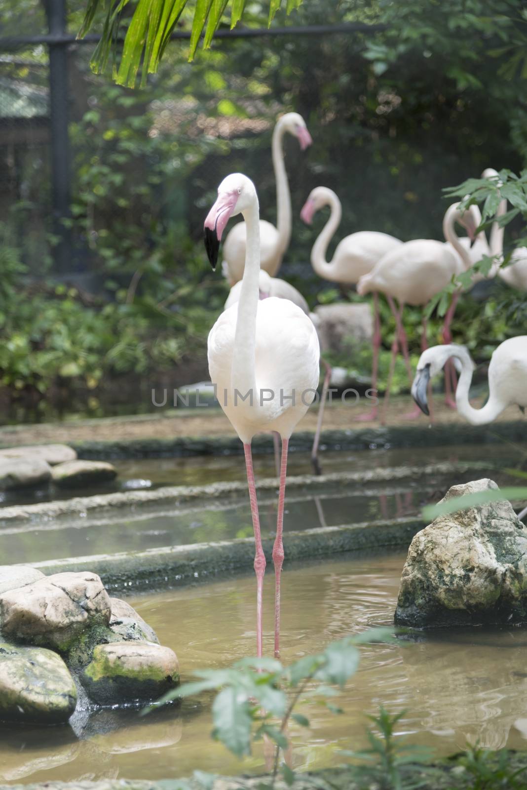 flamingo by ammza12