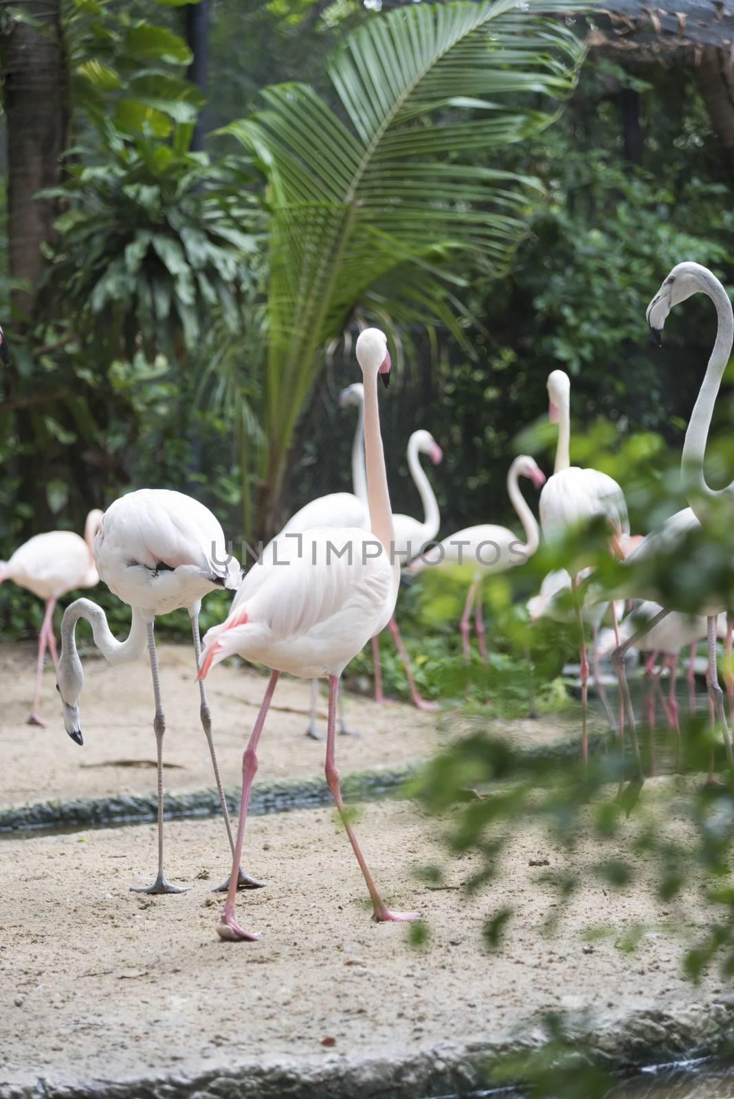 flamingo by ammza12